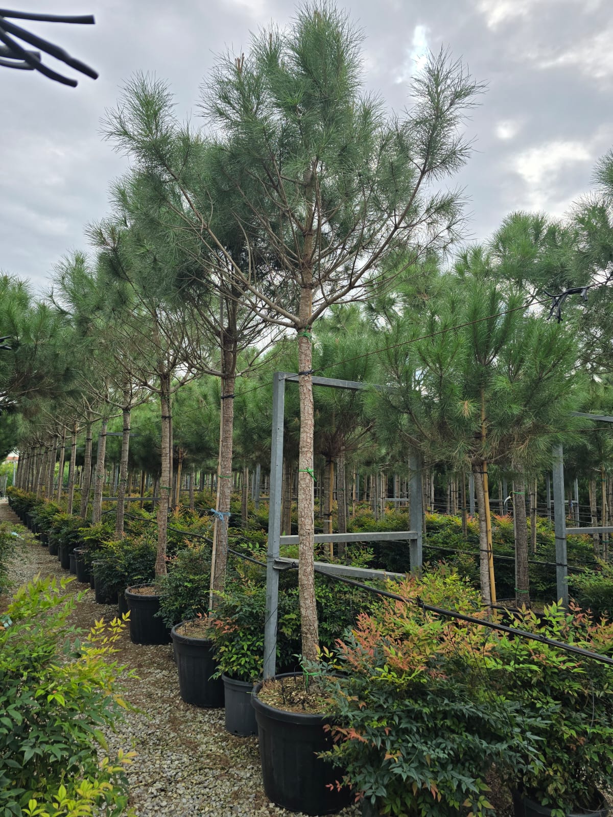 Pin Parasol (Pinus pinea) - Image 10