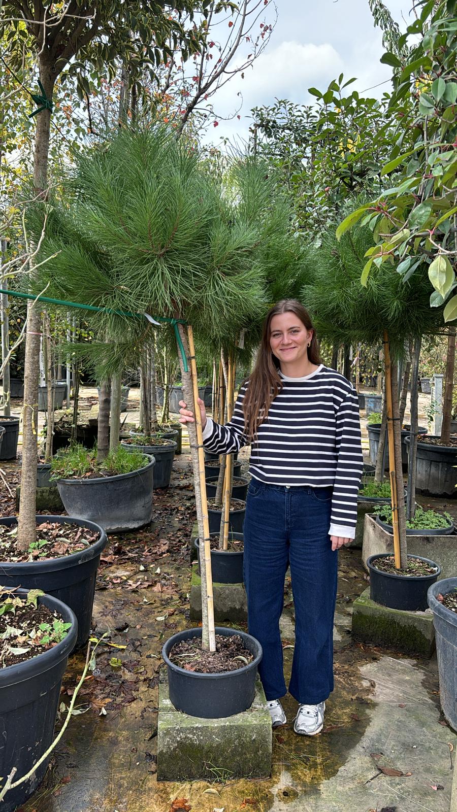 Pin Parasol (Pinus pinea) - Image 11