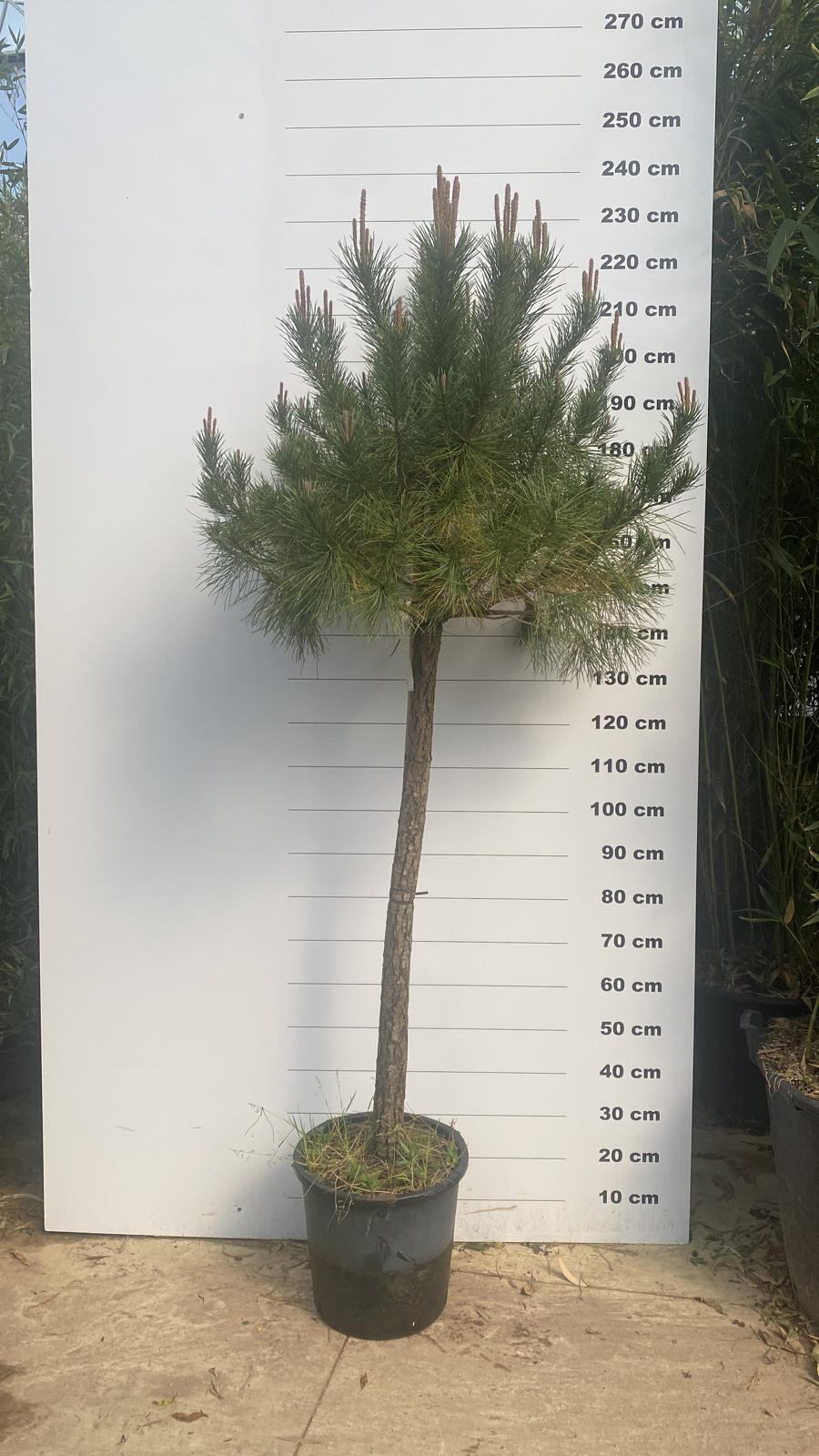 Pin Parasol (Pinus pinea) - Image 7