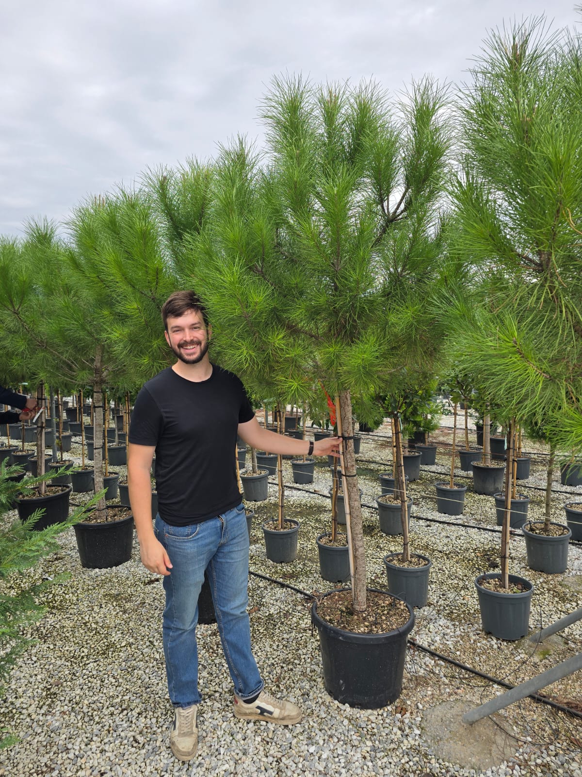 Pin Parasol (Pinus pinea) - Image 8