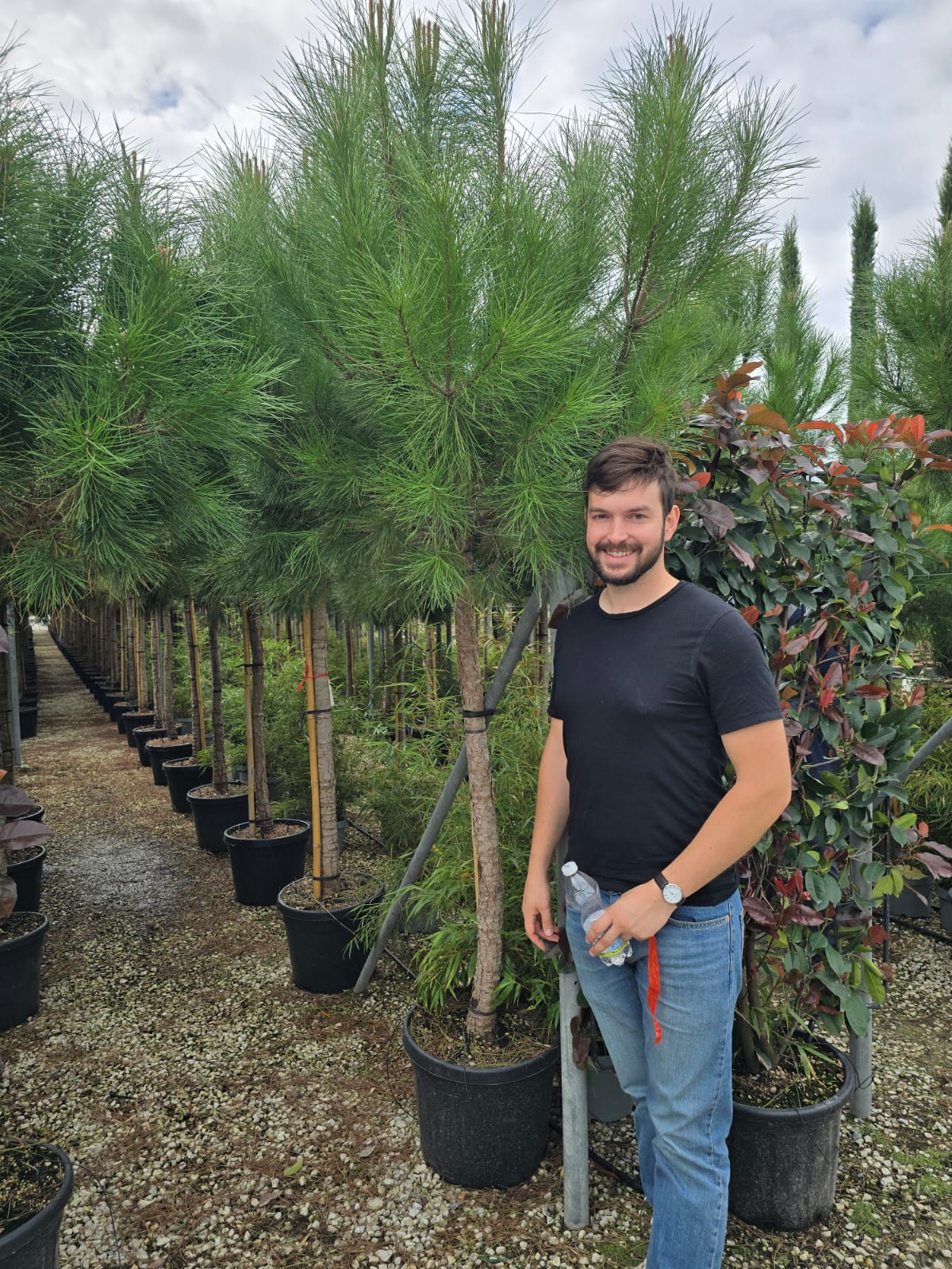 Pin Parasol (Pinus pinea) - Image 9