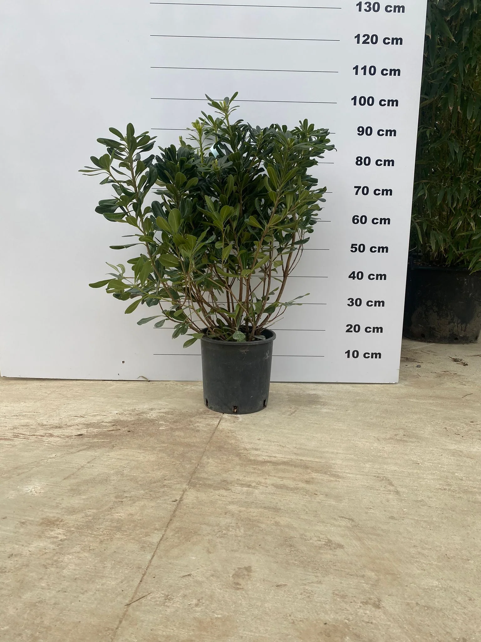 Pittosporum de Chine en touffe (Pittosporum Tobira) - Image 4