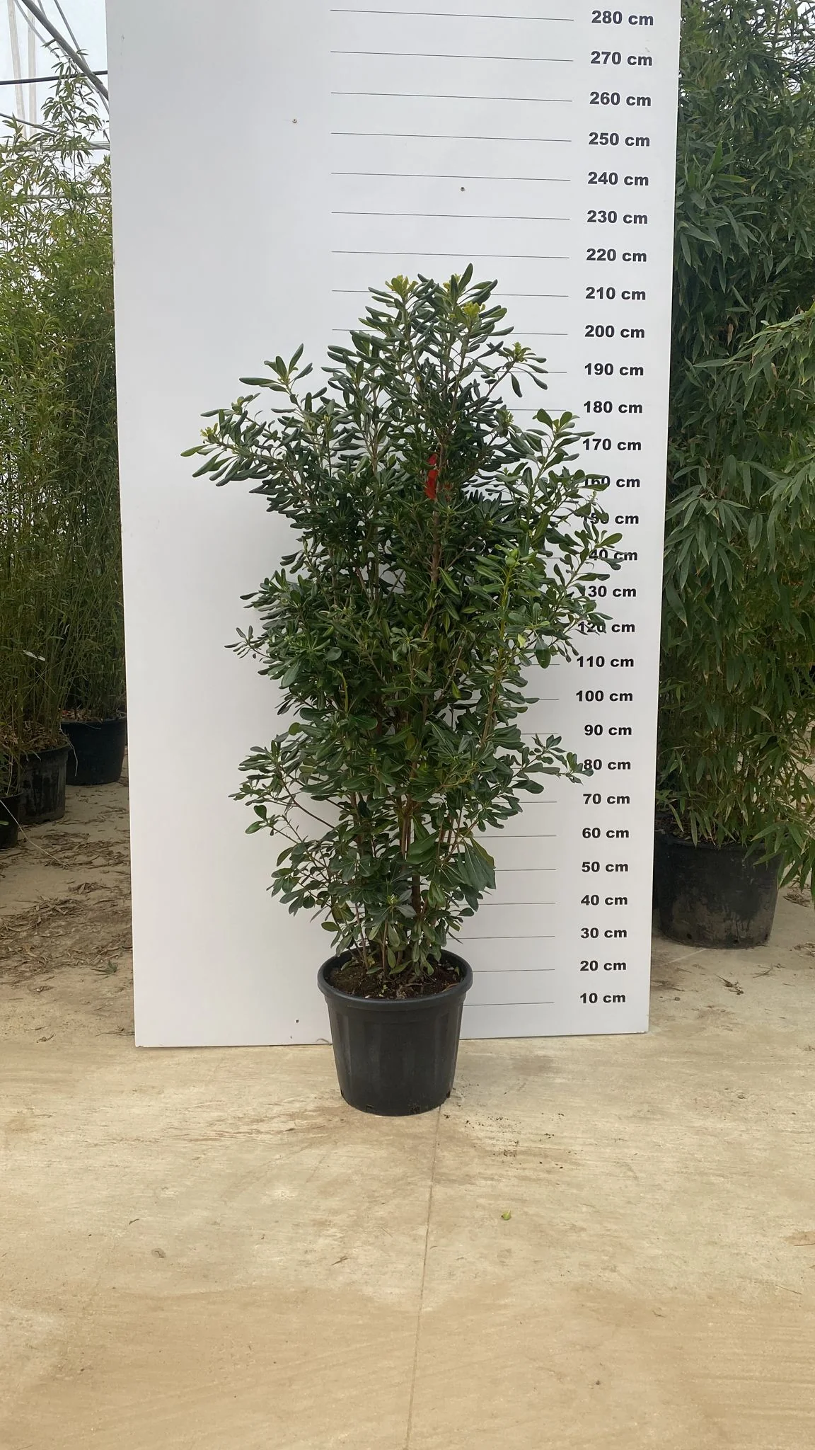 Pittosporum de Chine en touffe (Pittosporum Tobira) - Image 5