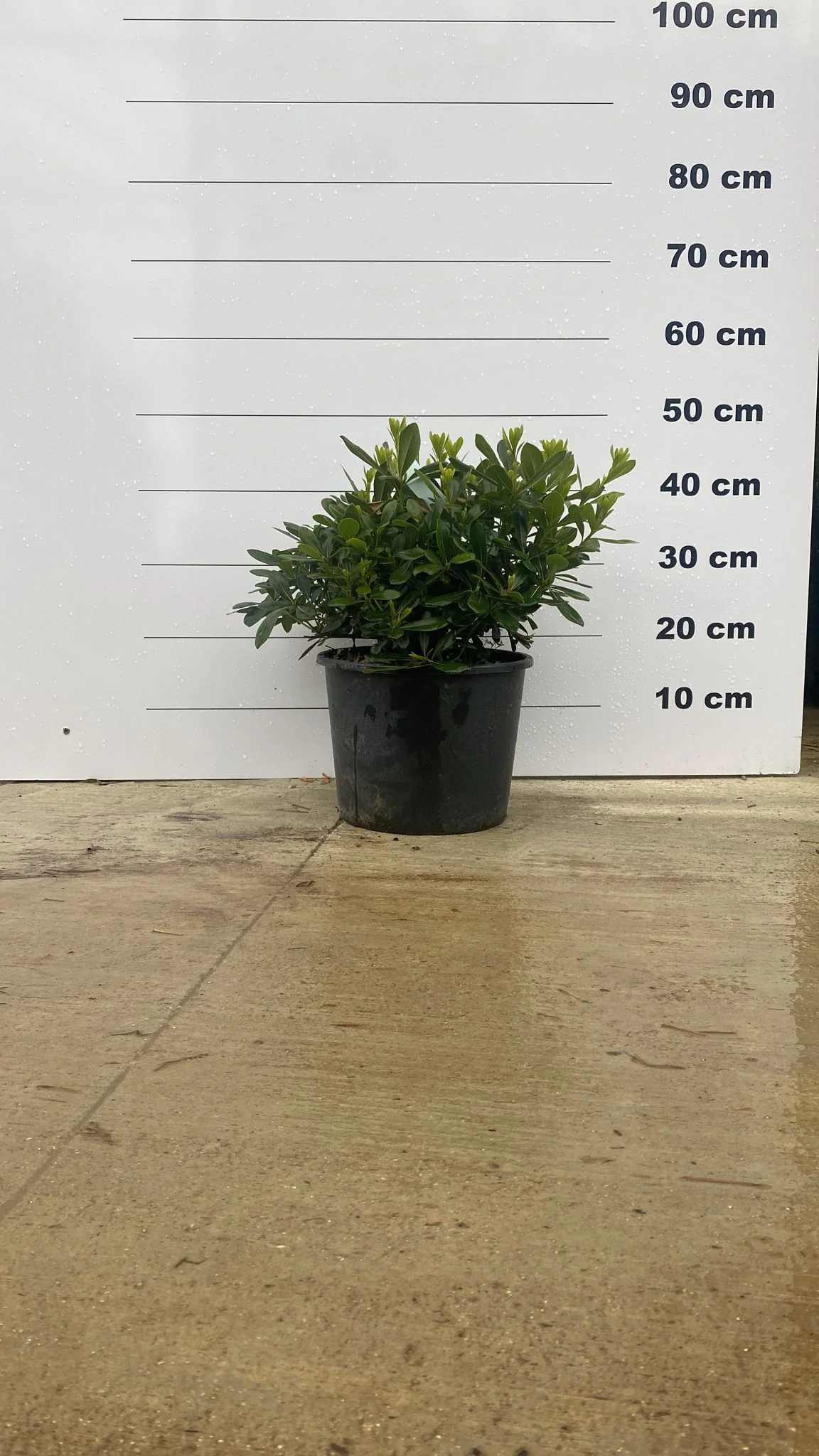 Pittosporum de Chine en touffe (Pittosporum Tobira) - Image 6