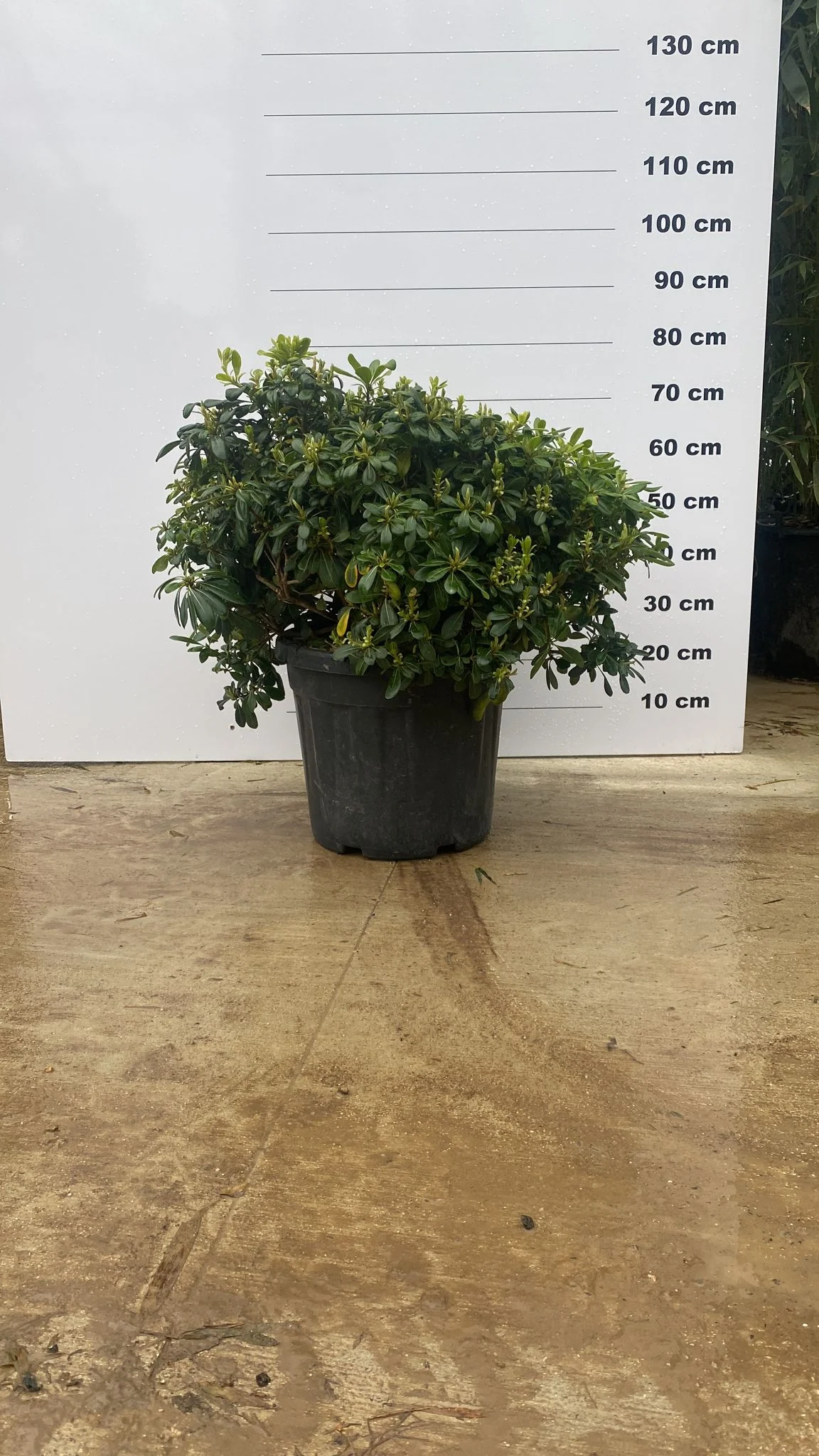 Pittosporum de Chine en touffe (Pittosporum Tobira) - Image 7