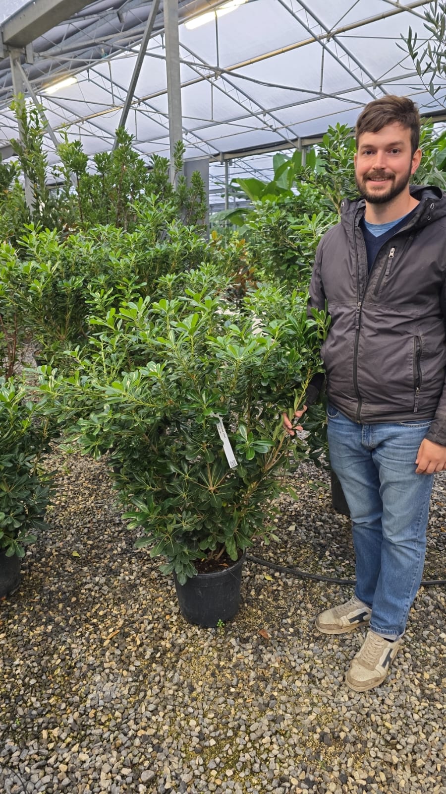 Pittosporum de Chine en touffe (Pittosporum Tobira) - Image 8