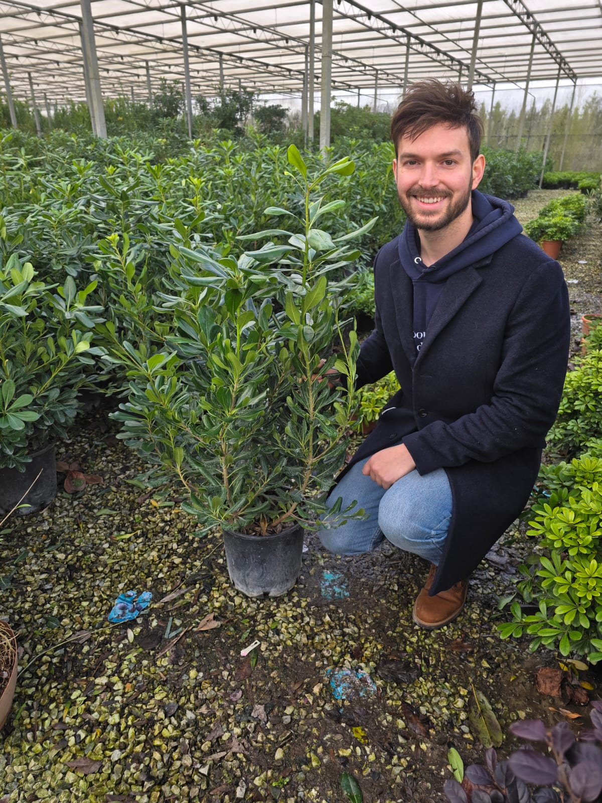Pittosporum de Chine en touffe (Pittosporum Tobira) - Image 9