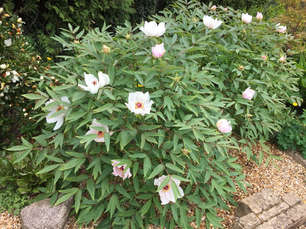 Pivoine (Paeonia) - Image 3