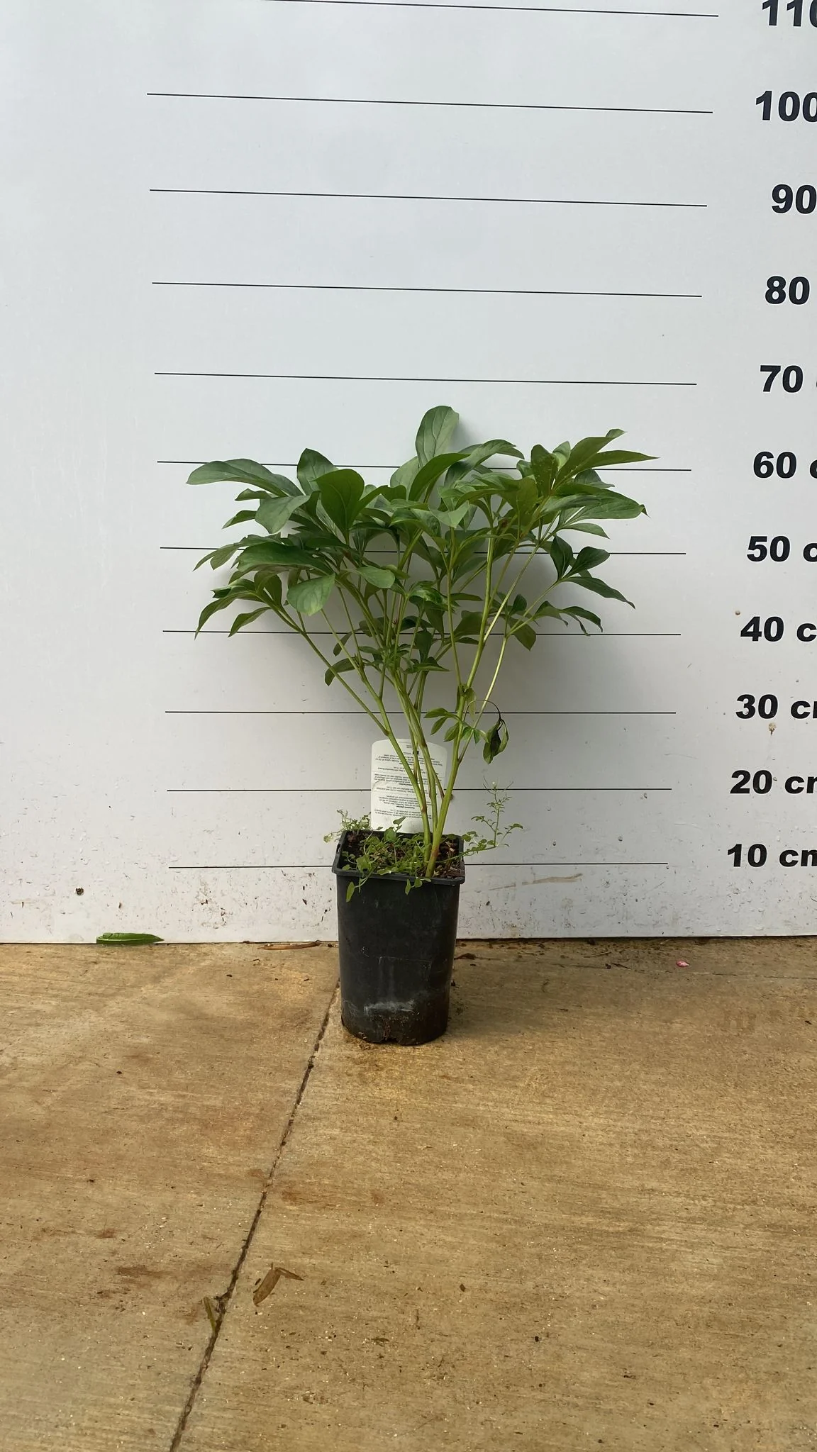 Pivoine (Paeonia) - Image 4