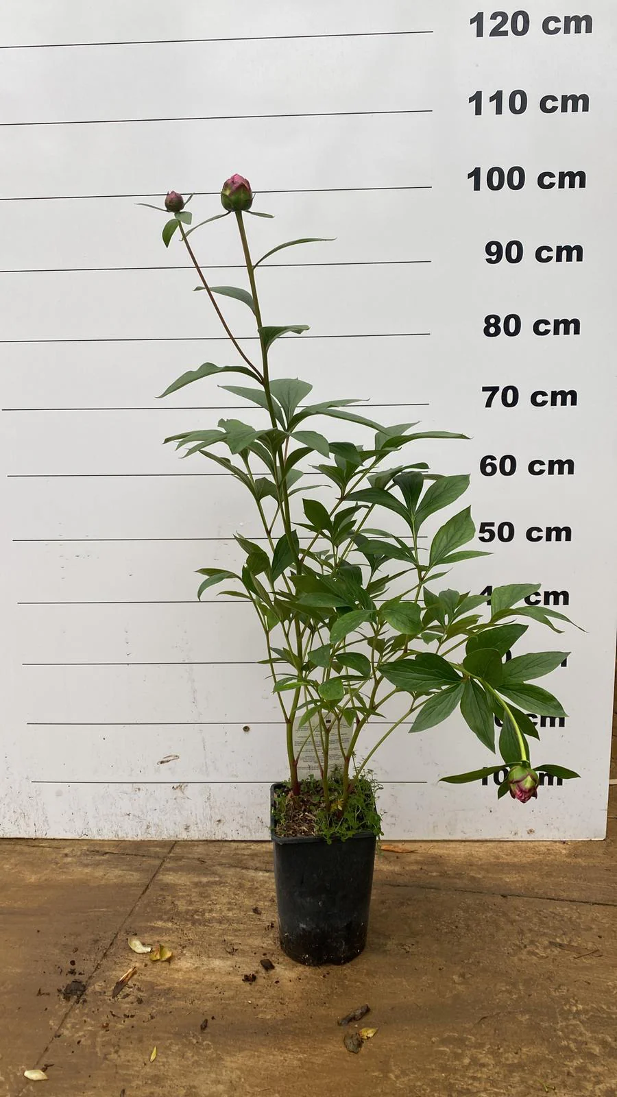 Pivoine (Paeonia) - Image 5