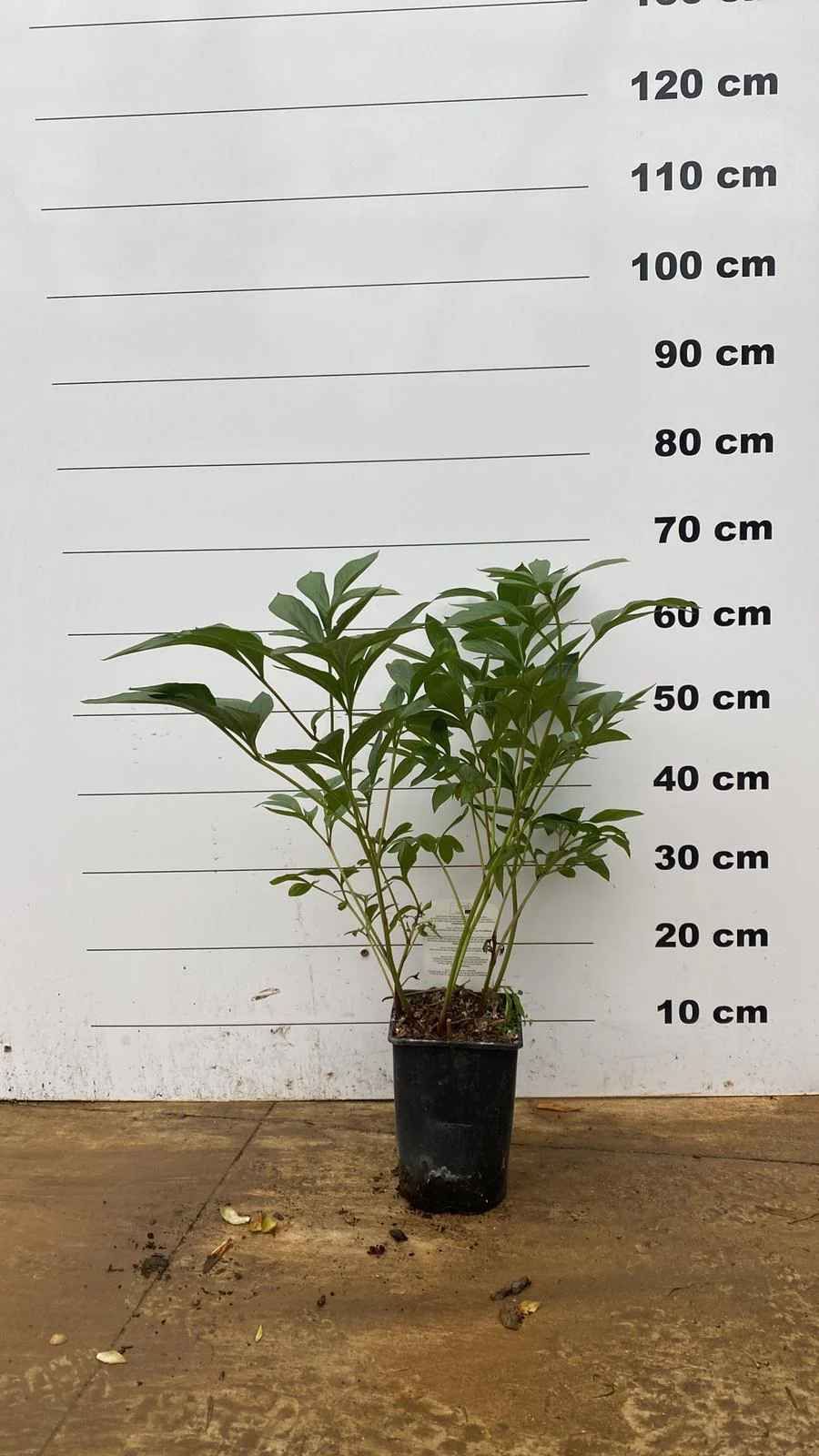 Pivoine (Paeonia) - Image 6