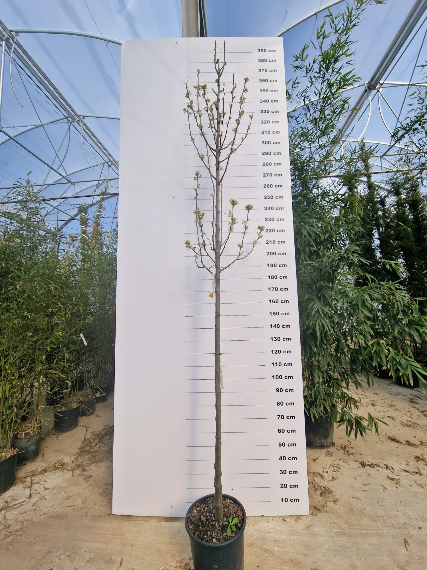 Poirier à fleurs (Pyrus Calleryana Chanticleer) - Image 10