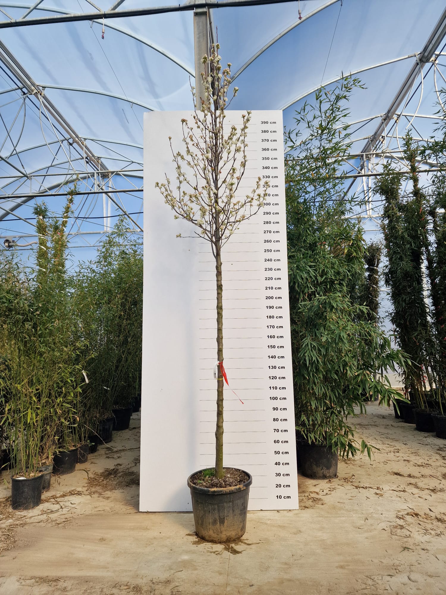 Poirier à fleurs (Pyrus Calleryana Chanticleer) - Image 11