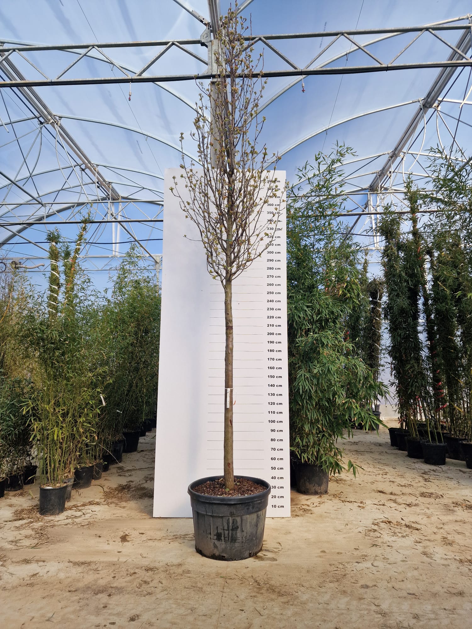 Poirier à fleurs (Pyrus Calleryana Chanticleer) - Image 12
