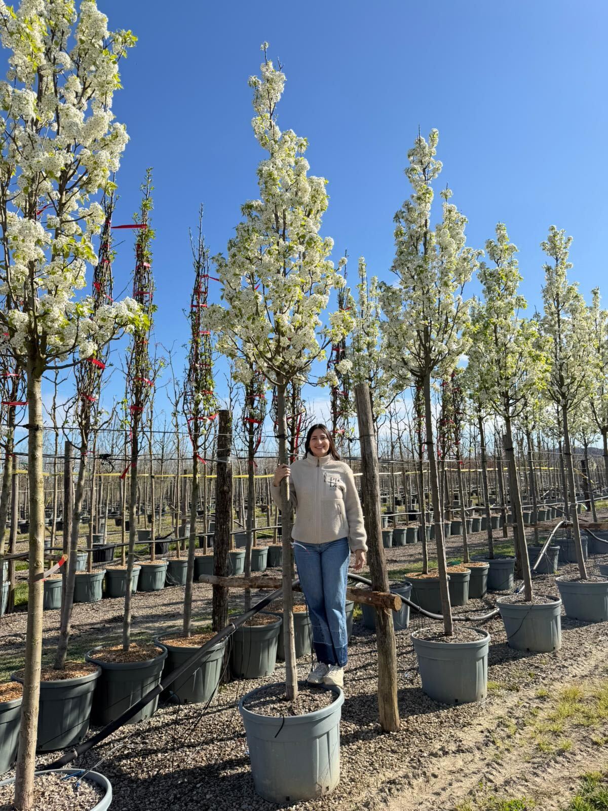 Poirier à fleurs (Pyrus Calleryana Chanticleer) - Image 13