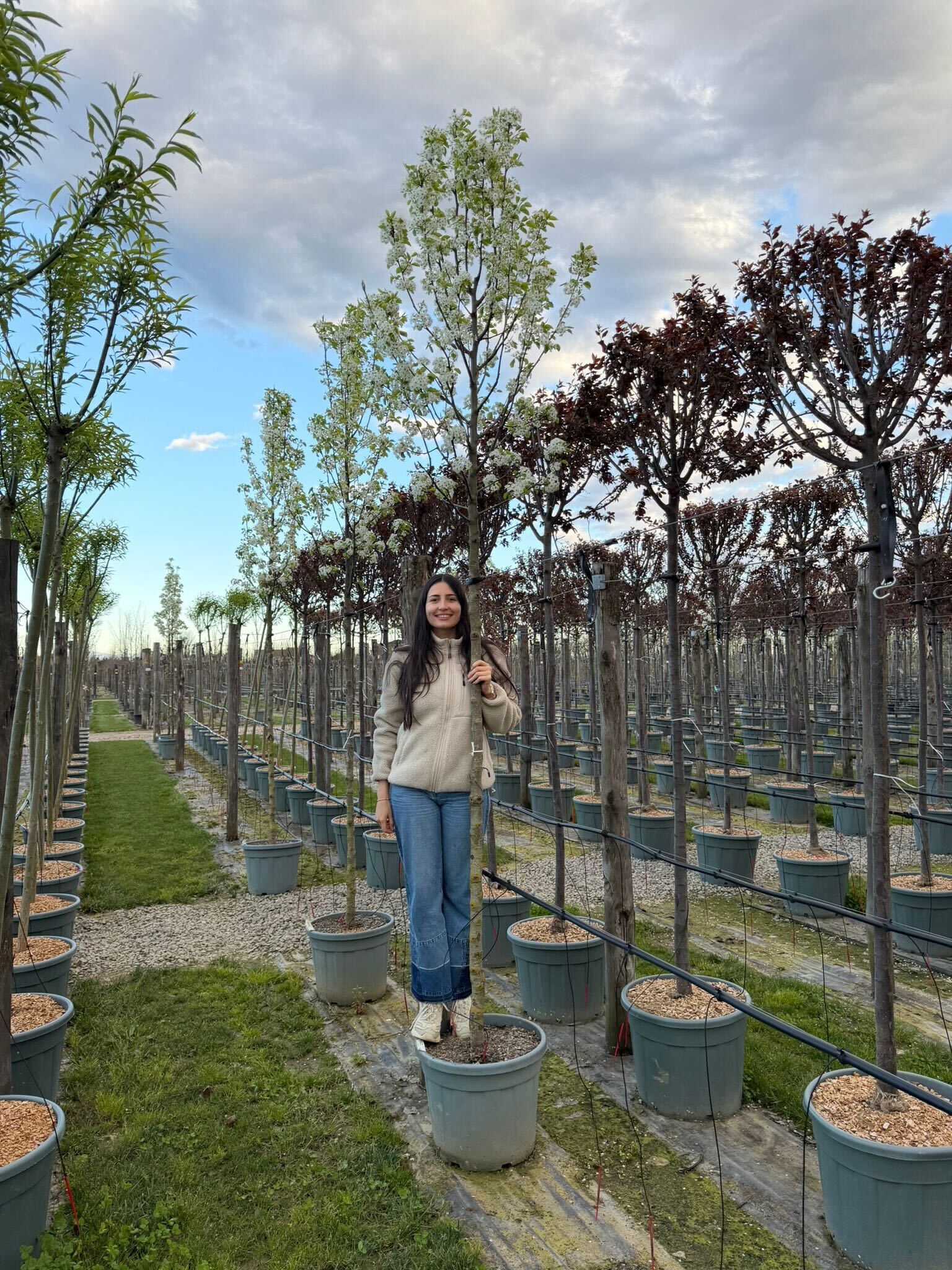 Poirier à fleurs (Pyrus Calleryana Chanticleer) - Image 14