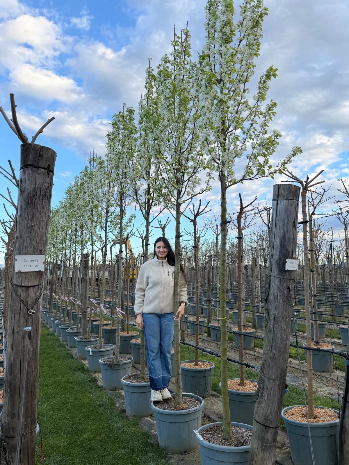 Poirier à fleurs (Pyrus Calleryana Chanticleer) - Image 15