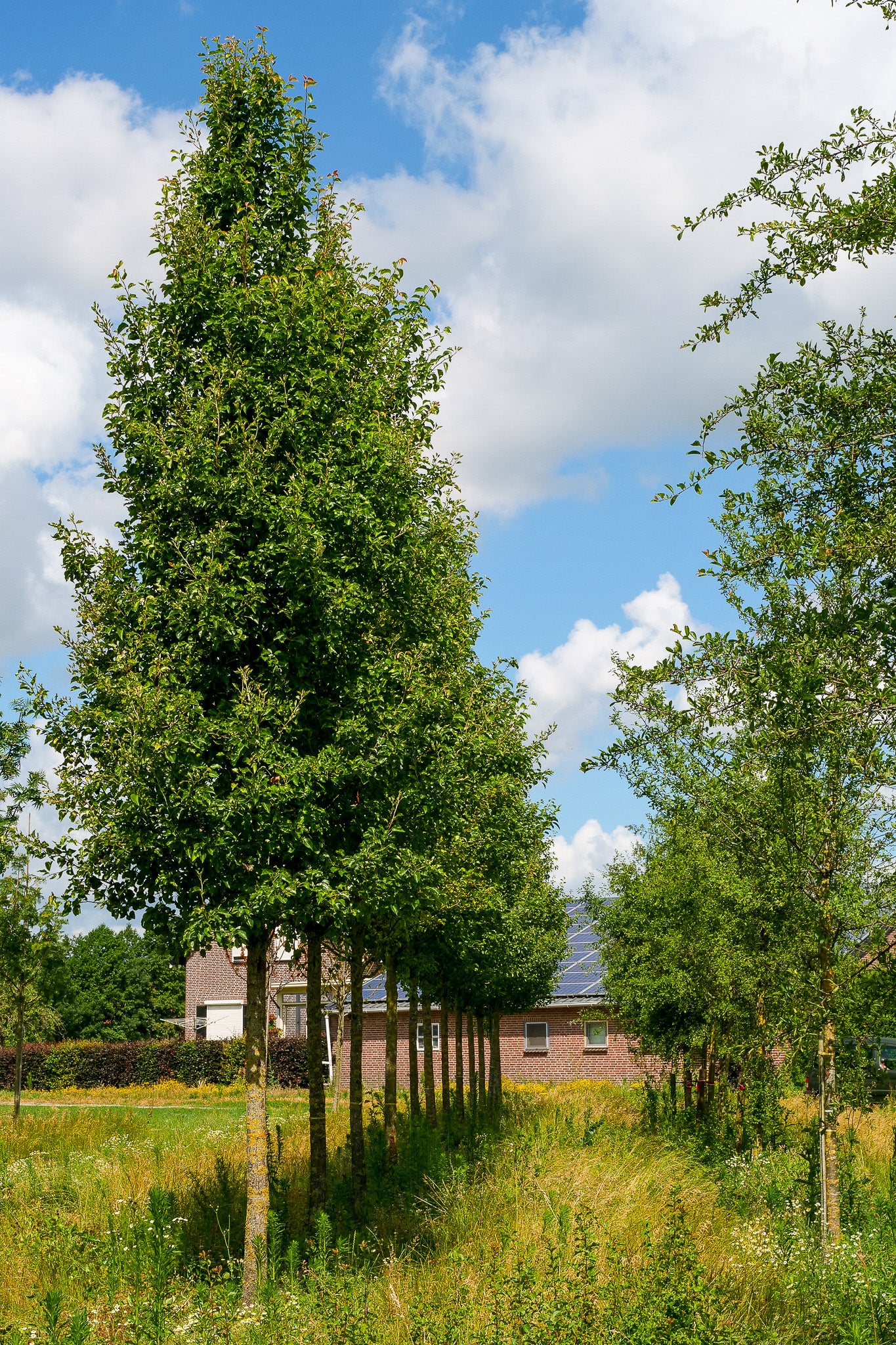 Poirier à fleurs (Pyrus Calleryana Chanticleer) - Image 4