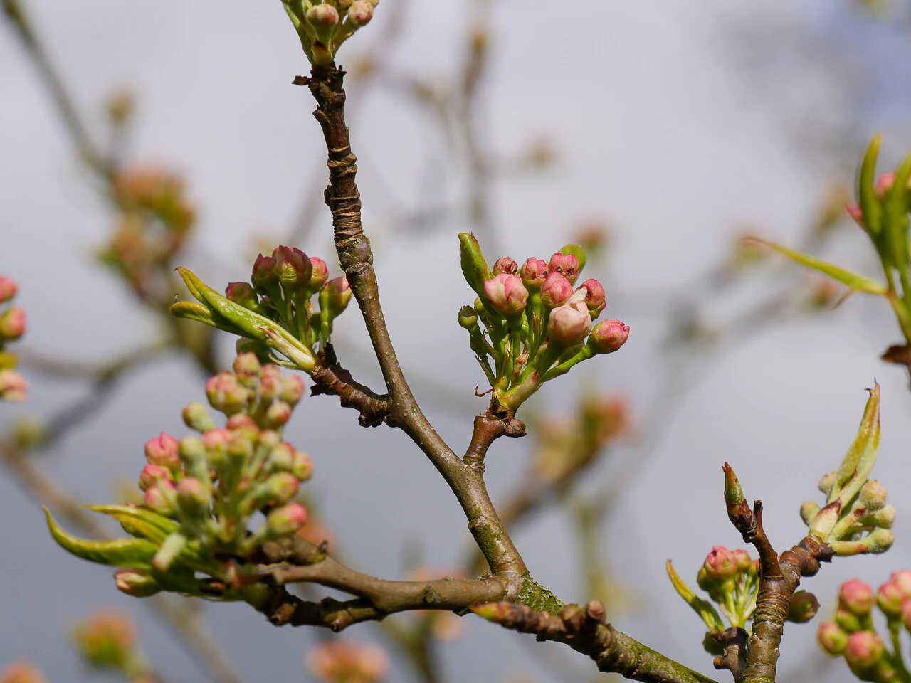 Poirier à fleurs (Pyrus Calleryana Chanticleer) - Image 7