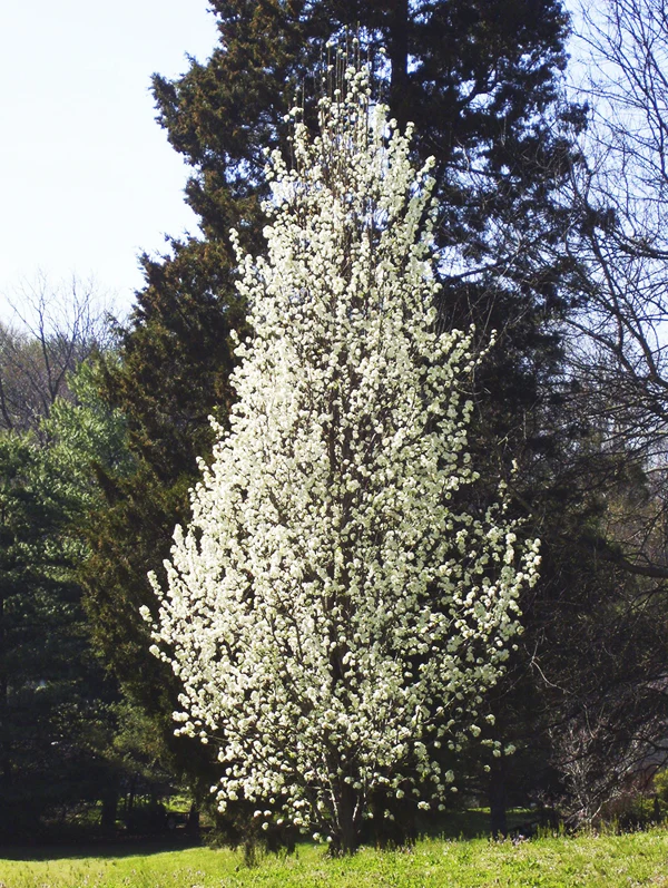 Poirier à fleurs (Pyrus Calleryana Chanticleer) - Image 8