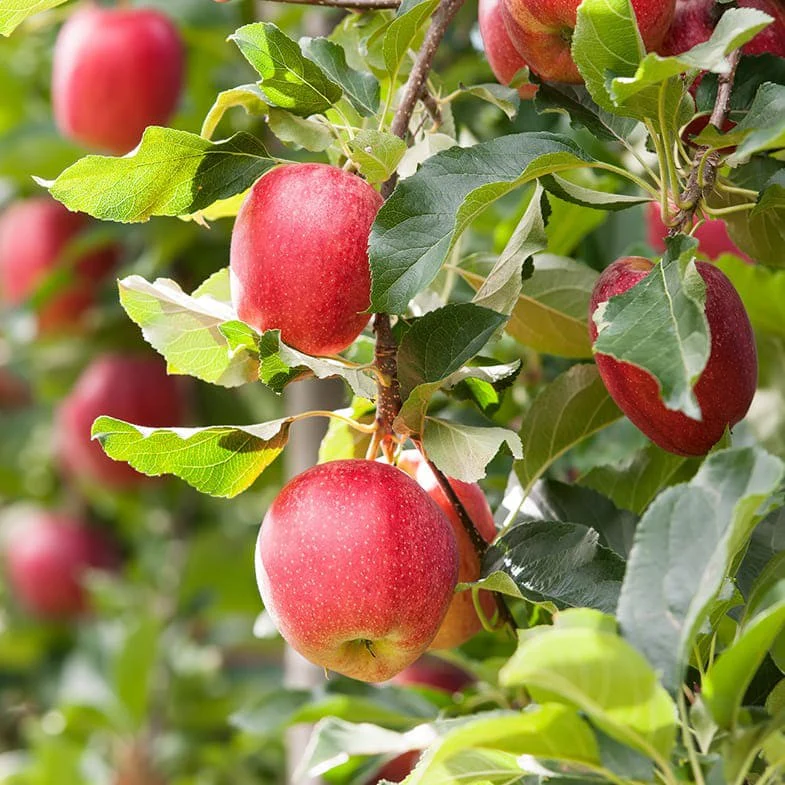 Pommier Gala (Malus domestica Gala) - Image 3