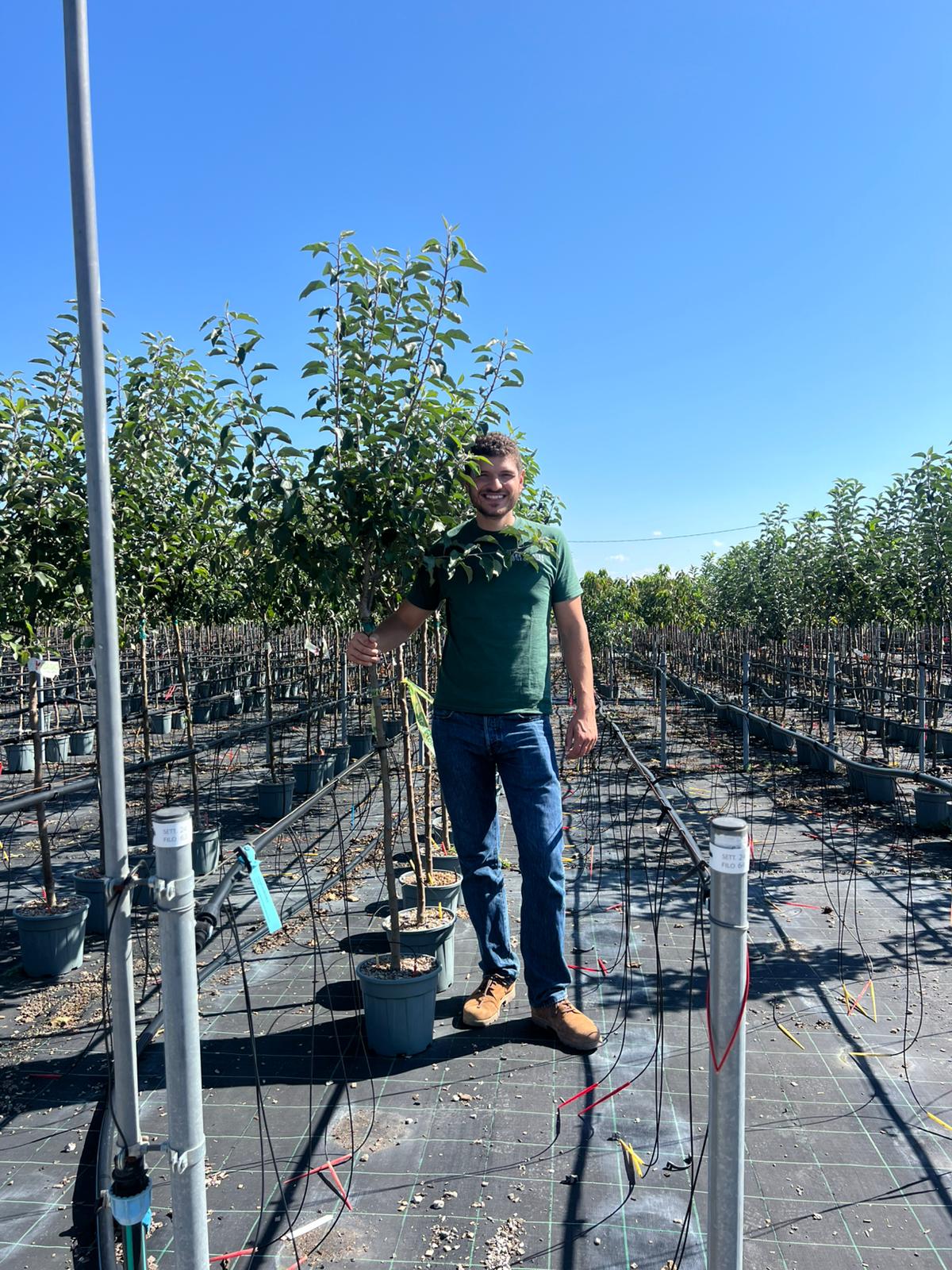 Pommier Gala (Malus domestica Gala) - Image 6