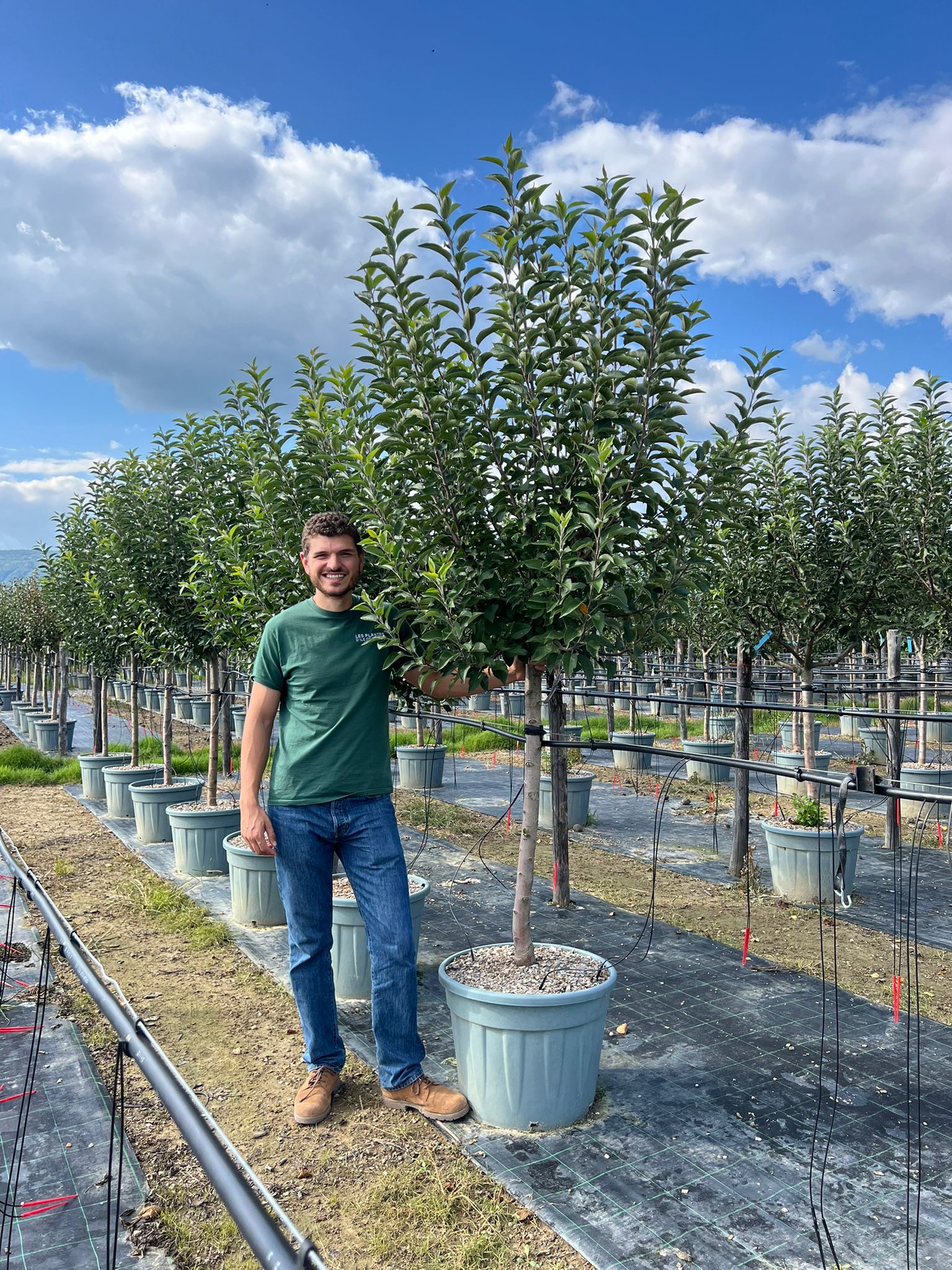 Pommier Gala (Malus domestica Gala) - Image 7