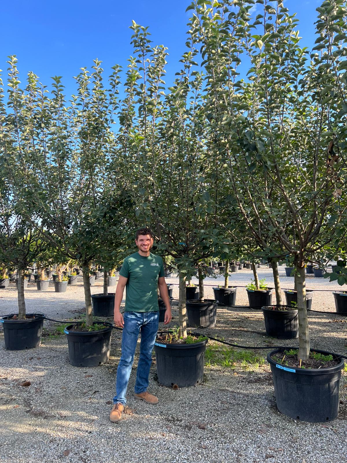 Pommier Gala (Malus domestica Gala) - Image 8