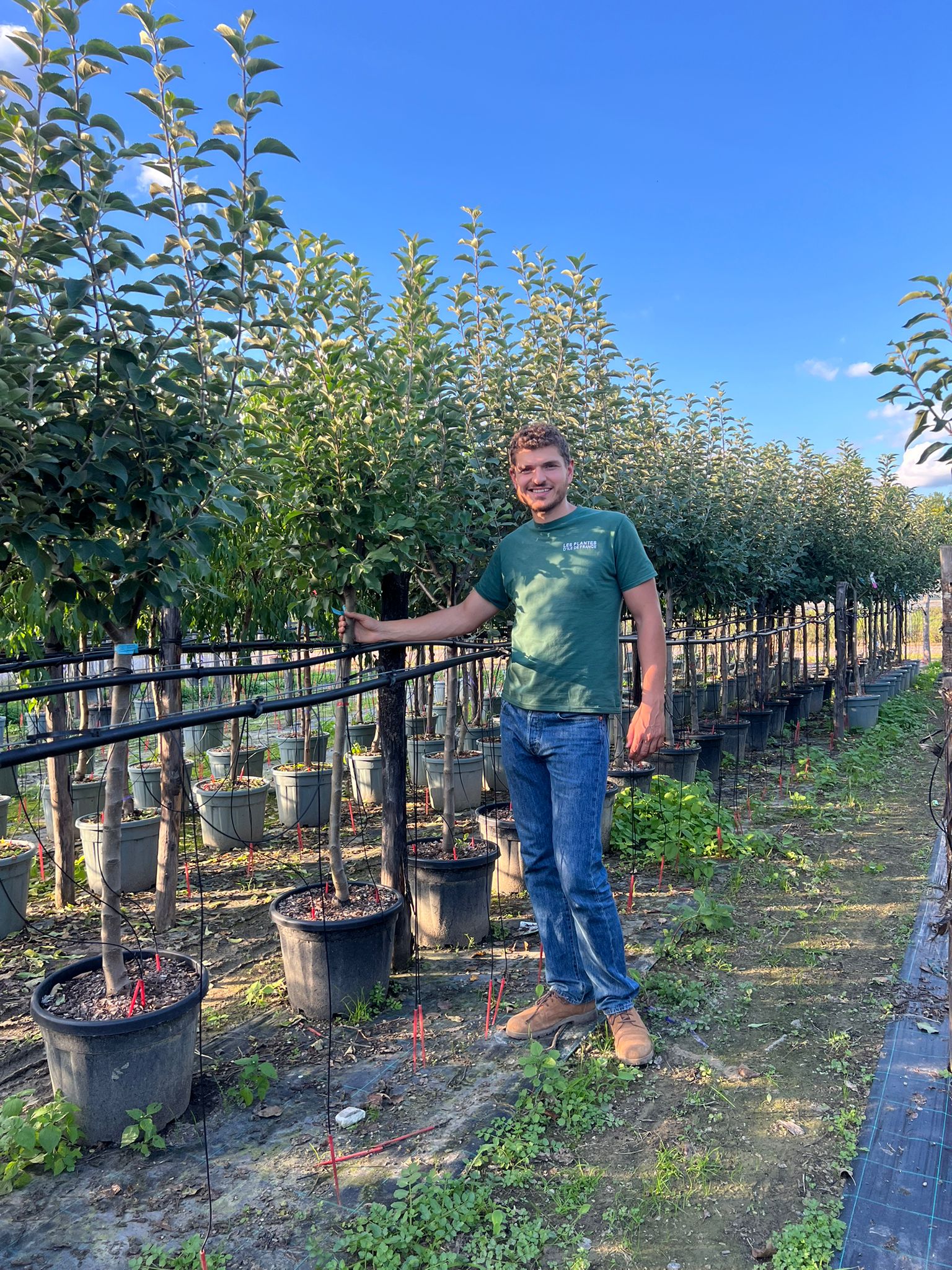 Pommier Gala (Malus domestica Gala) - Image 9