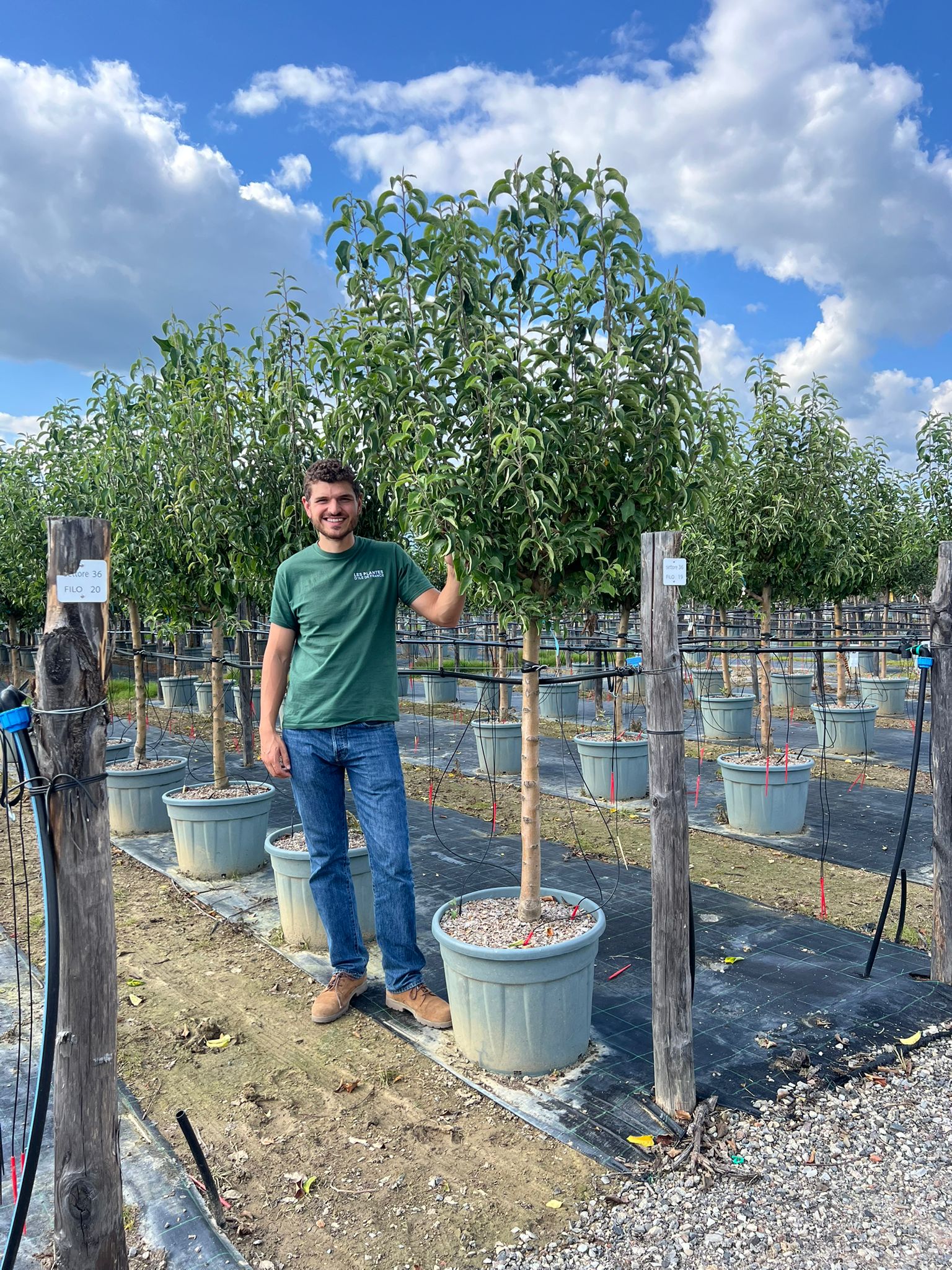 Pommier Granny Smith (Malus domestica Granny Smith) - Image 6