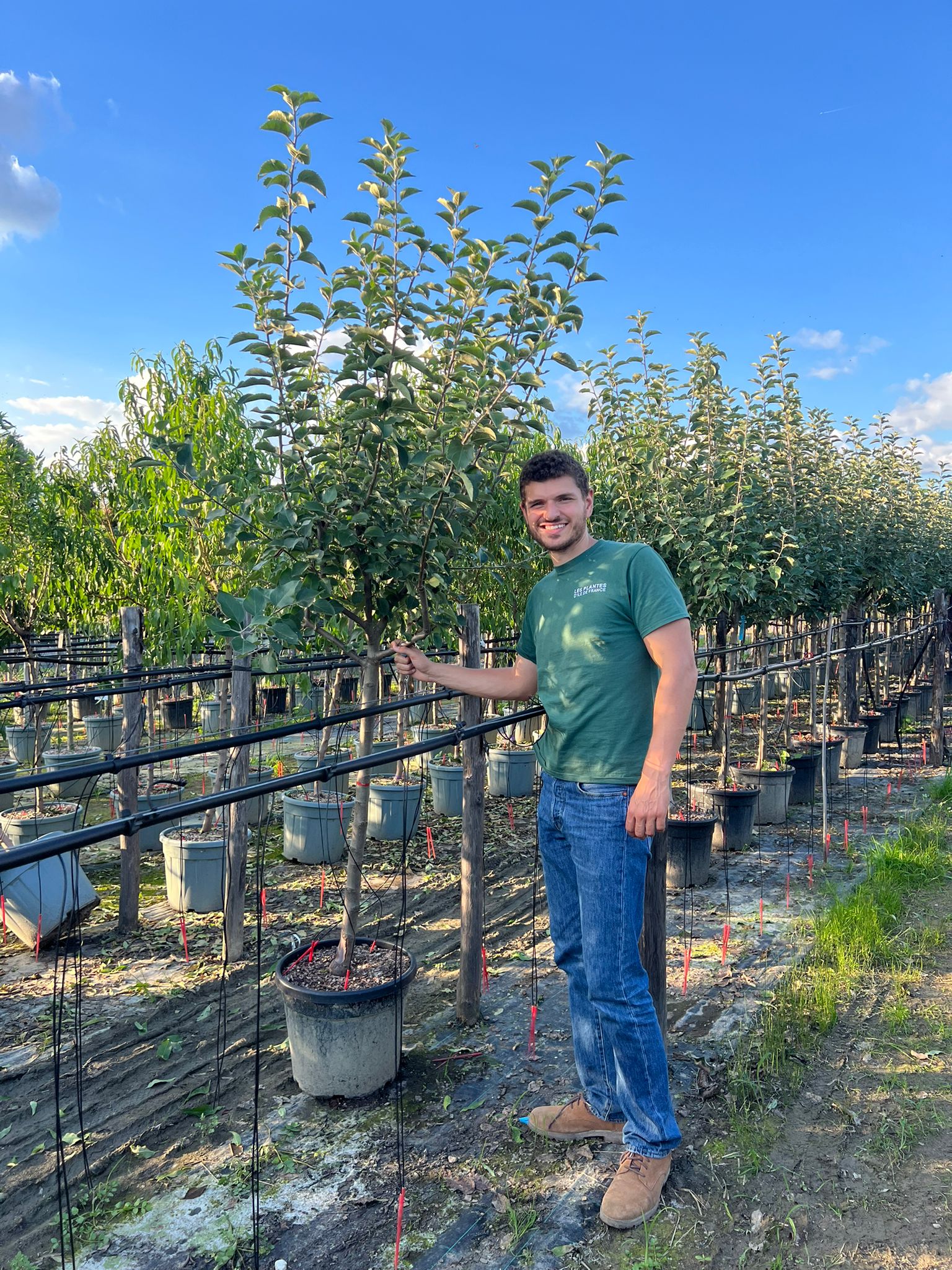 Pommier Granny Smith (Malus domestica Granny Smith) - Image 7