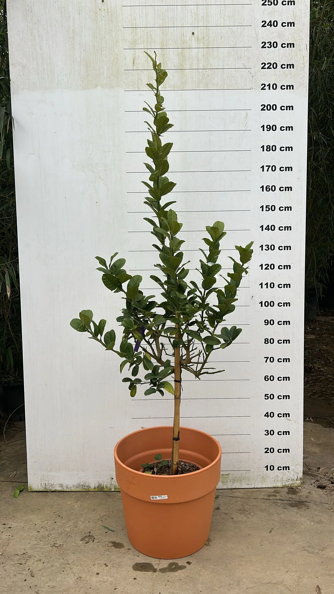 Pot en terre cuite - Amalia - Image 14