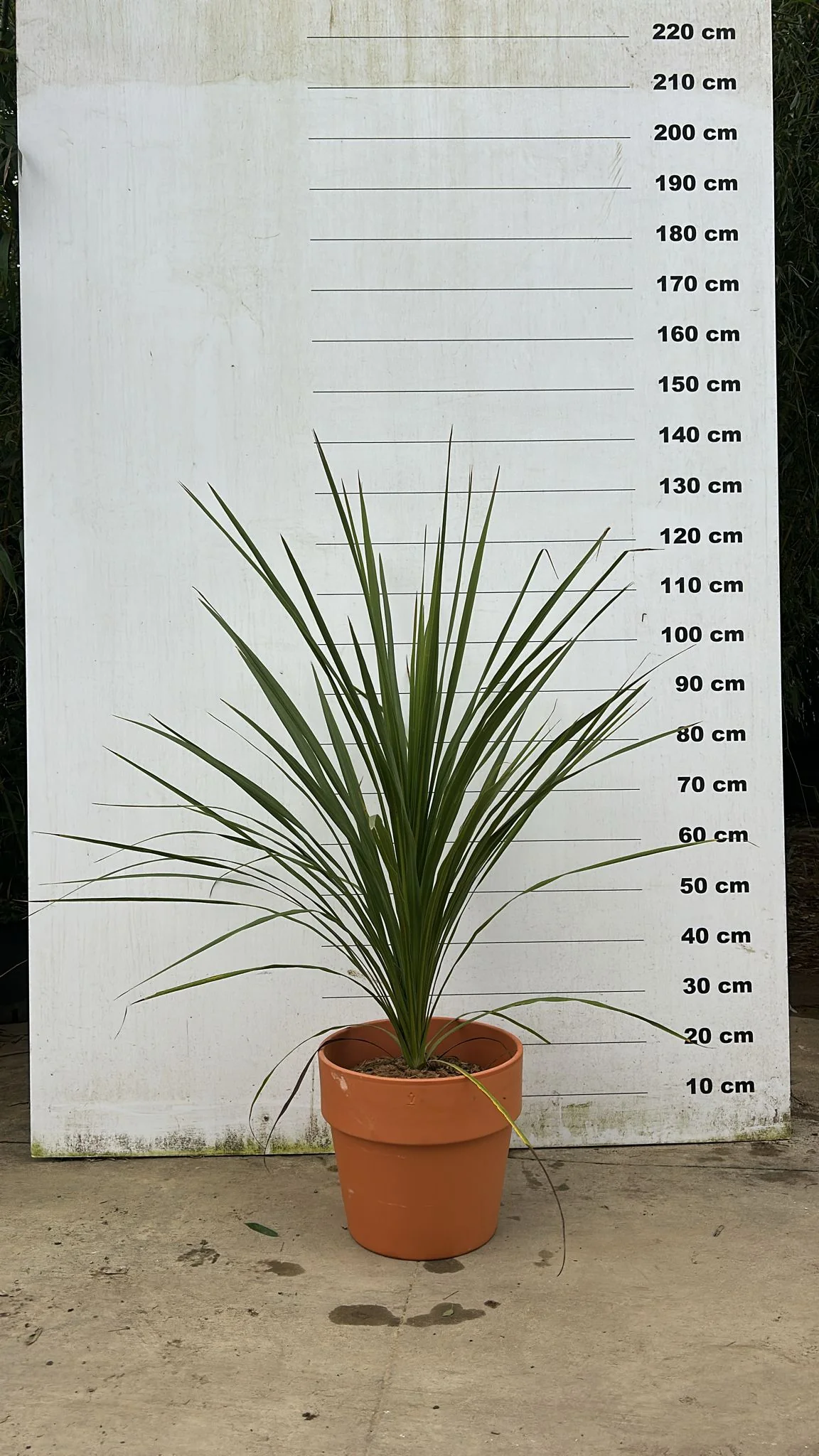 Pot en terre cuite - Amalia - Image 15