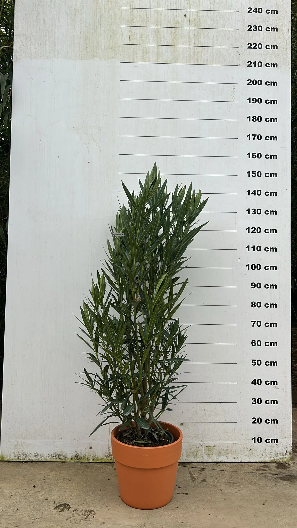 Pot en terre cuite - Amalia - Image 16