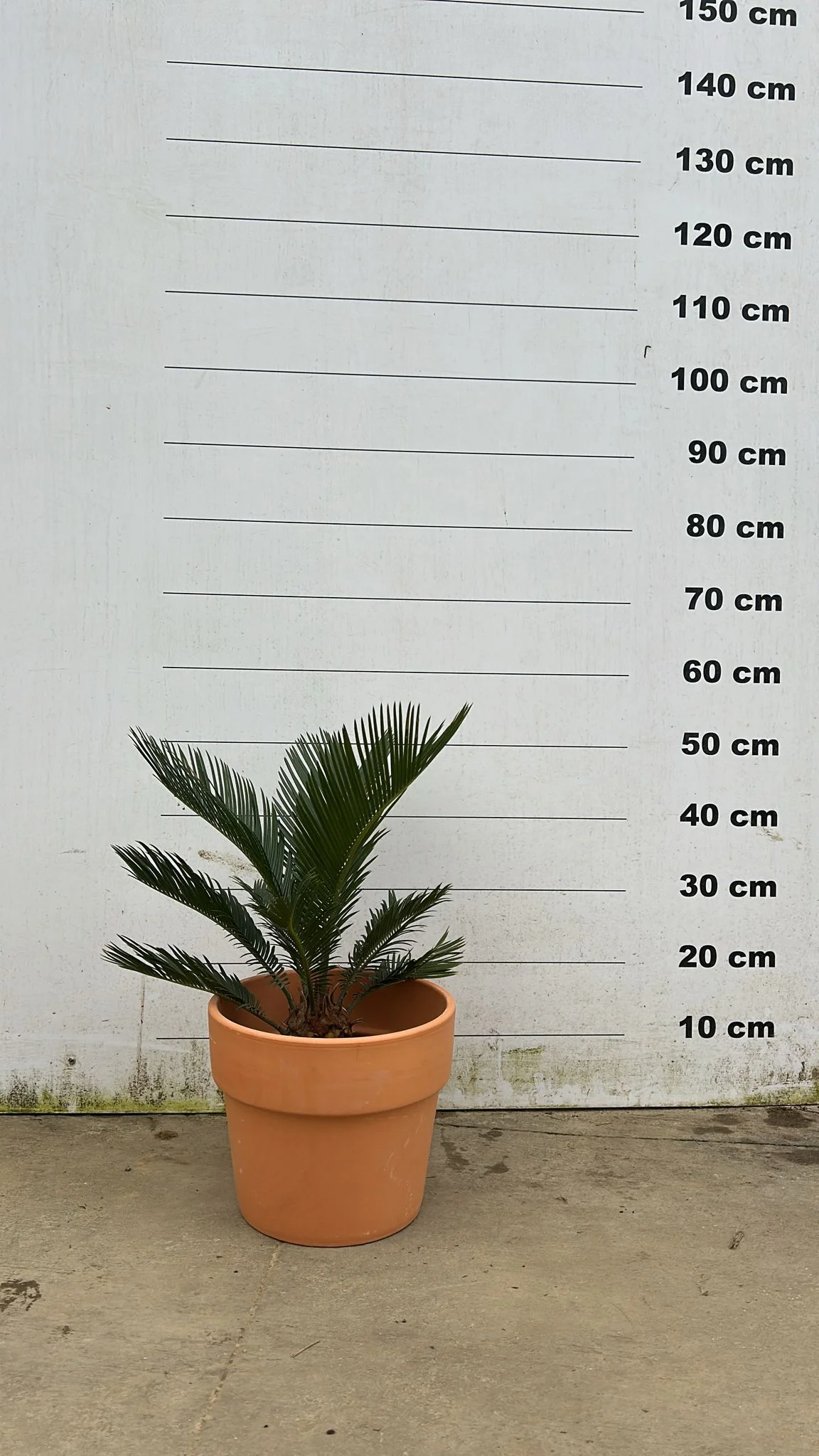 Pot en terre cuite - Amalia - Image 17