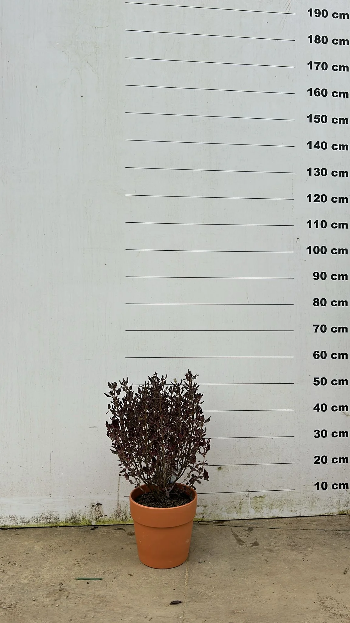 Pot en terre cuite - Amalia - Image 20