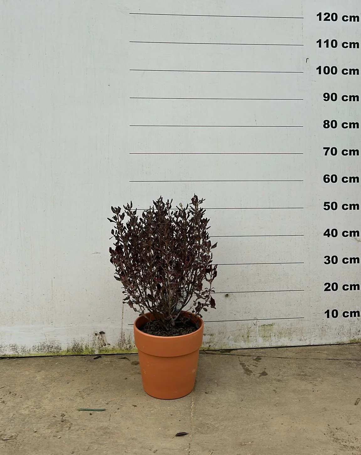 Pot en terre cuite - Amalia - Image 21