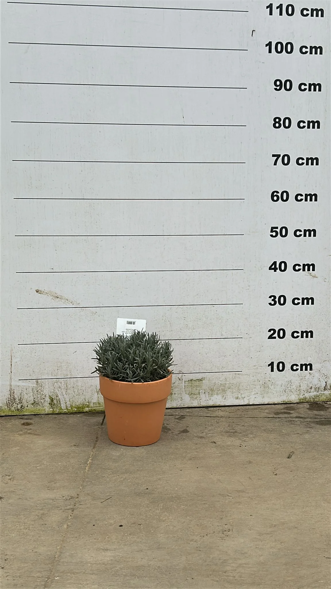 Pot en terre cuite - Amalia - Image 4