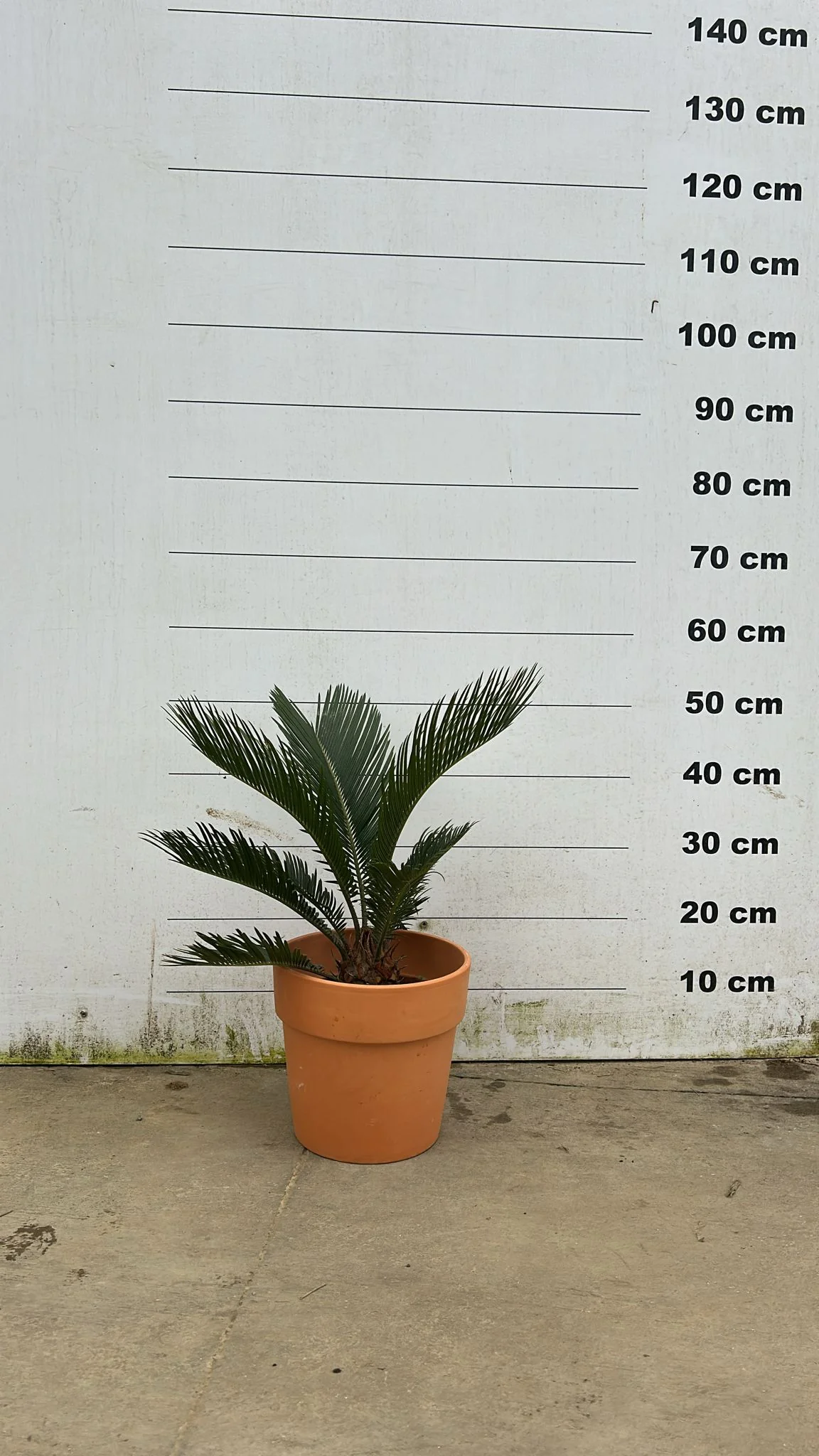 Pot en terre cuite - Amalia - Image 5