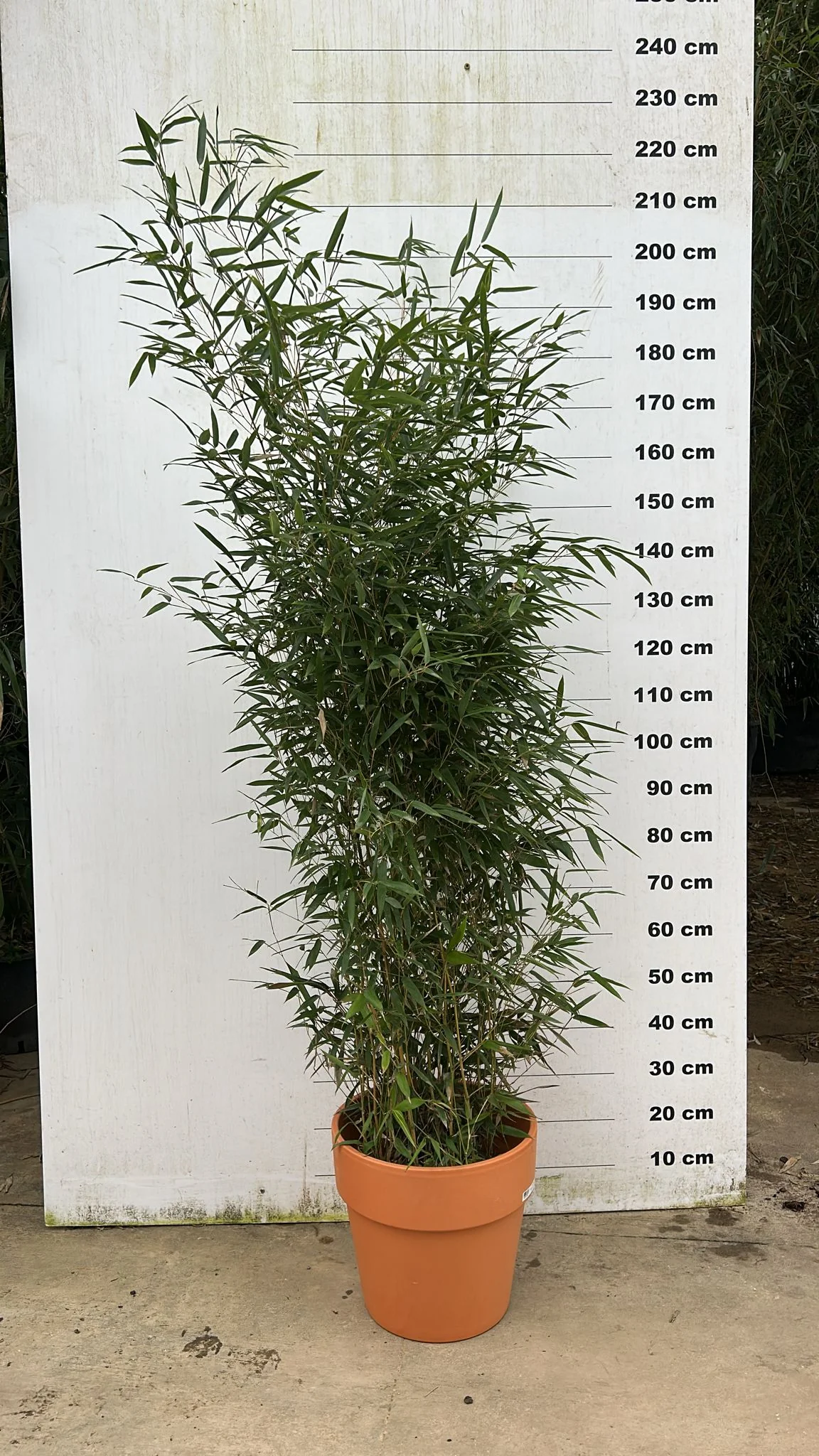 Pot en terre cuite - Amalia - Image 6