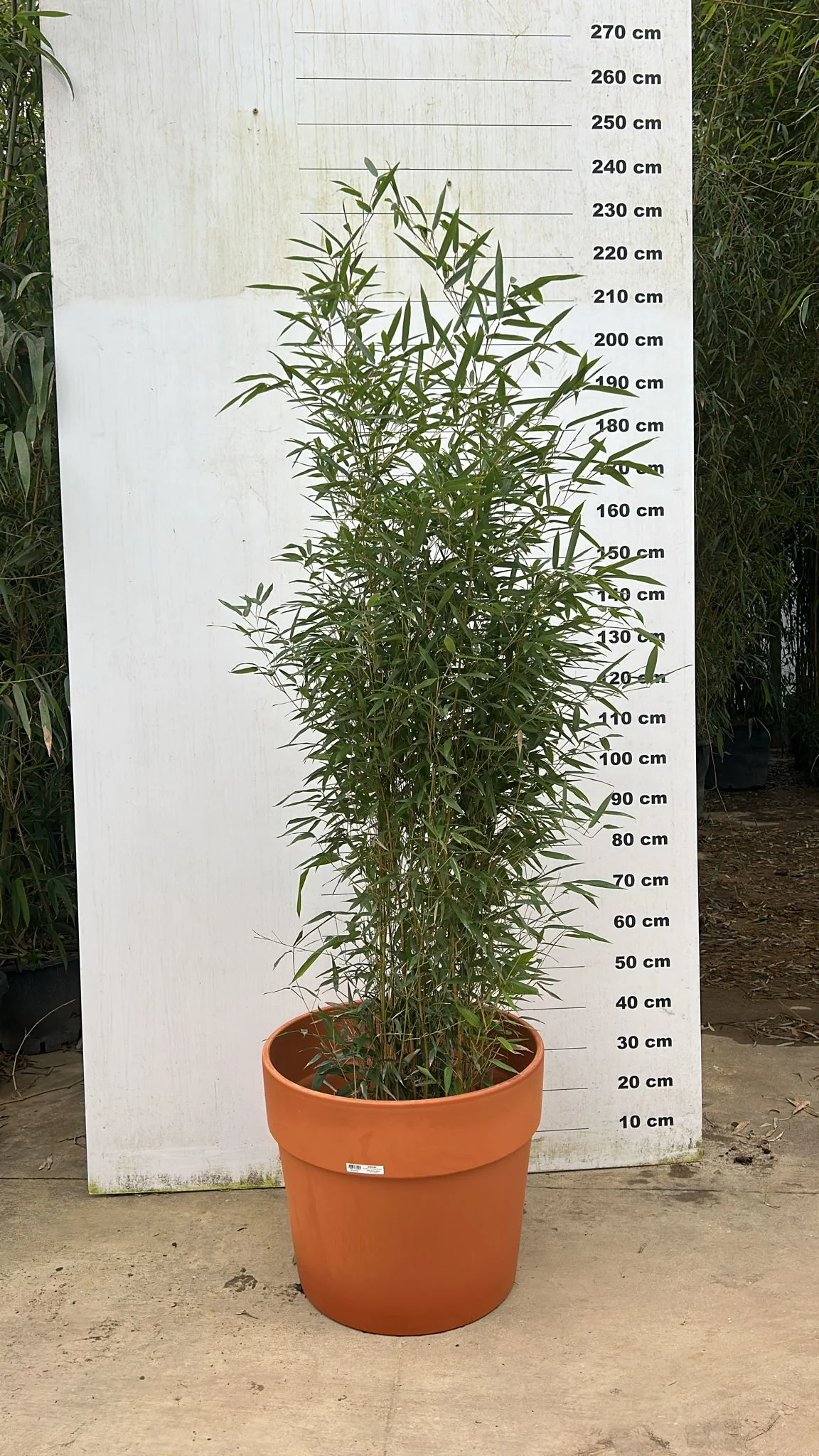 Pot en terre cuite - Amalia - Image 9