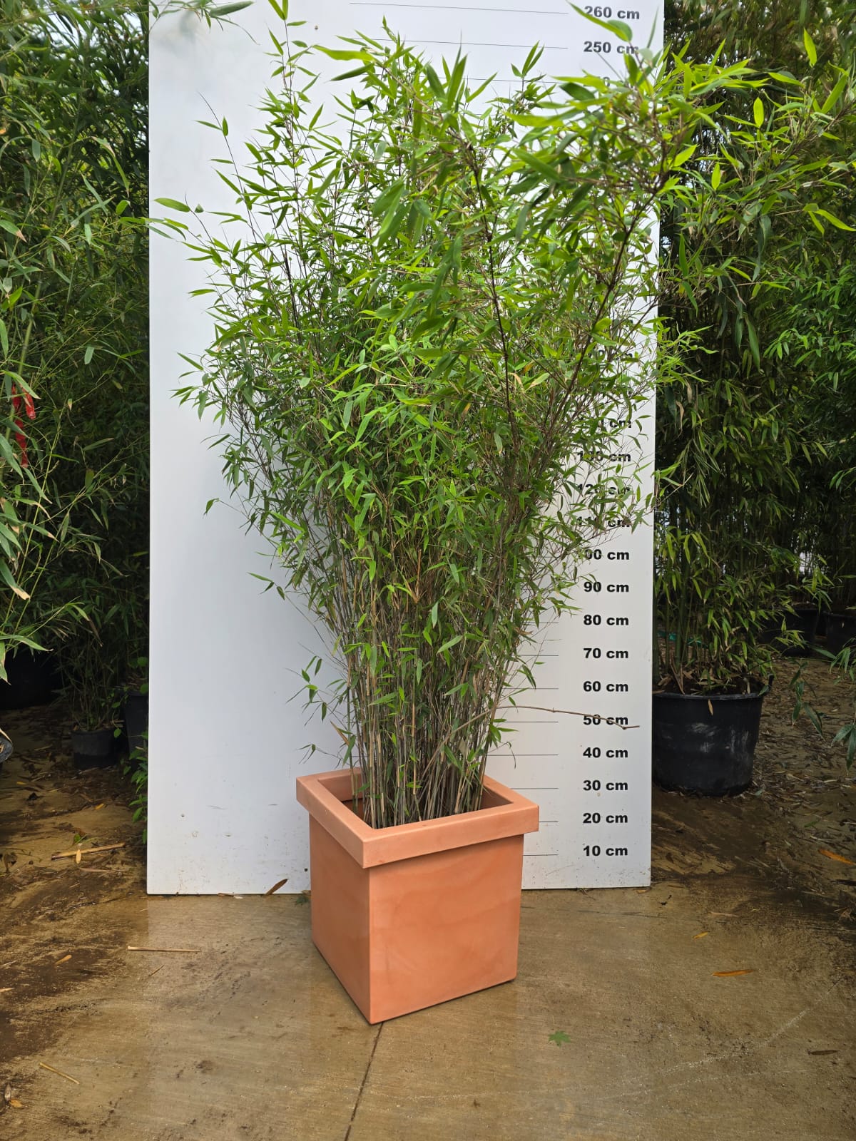 Pot Firenze - Image 11