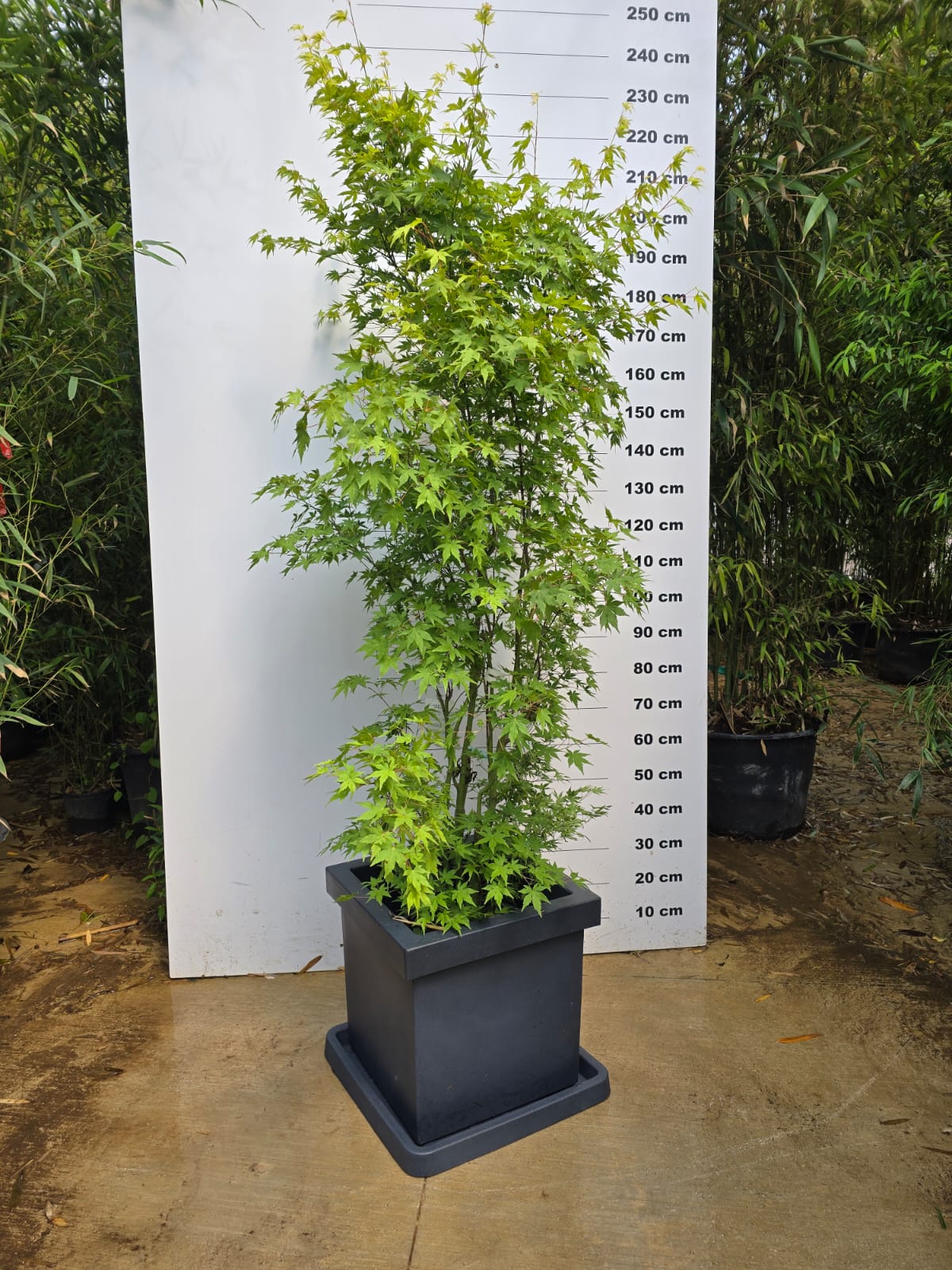 Pot Firenze - Image 12