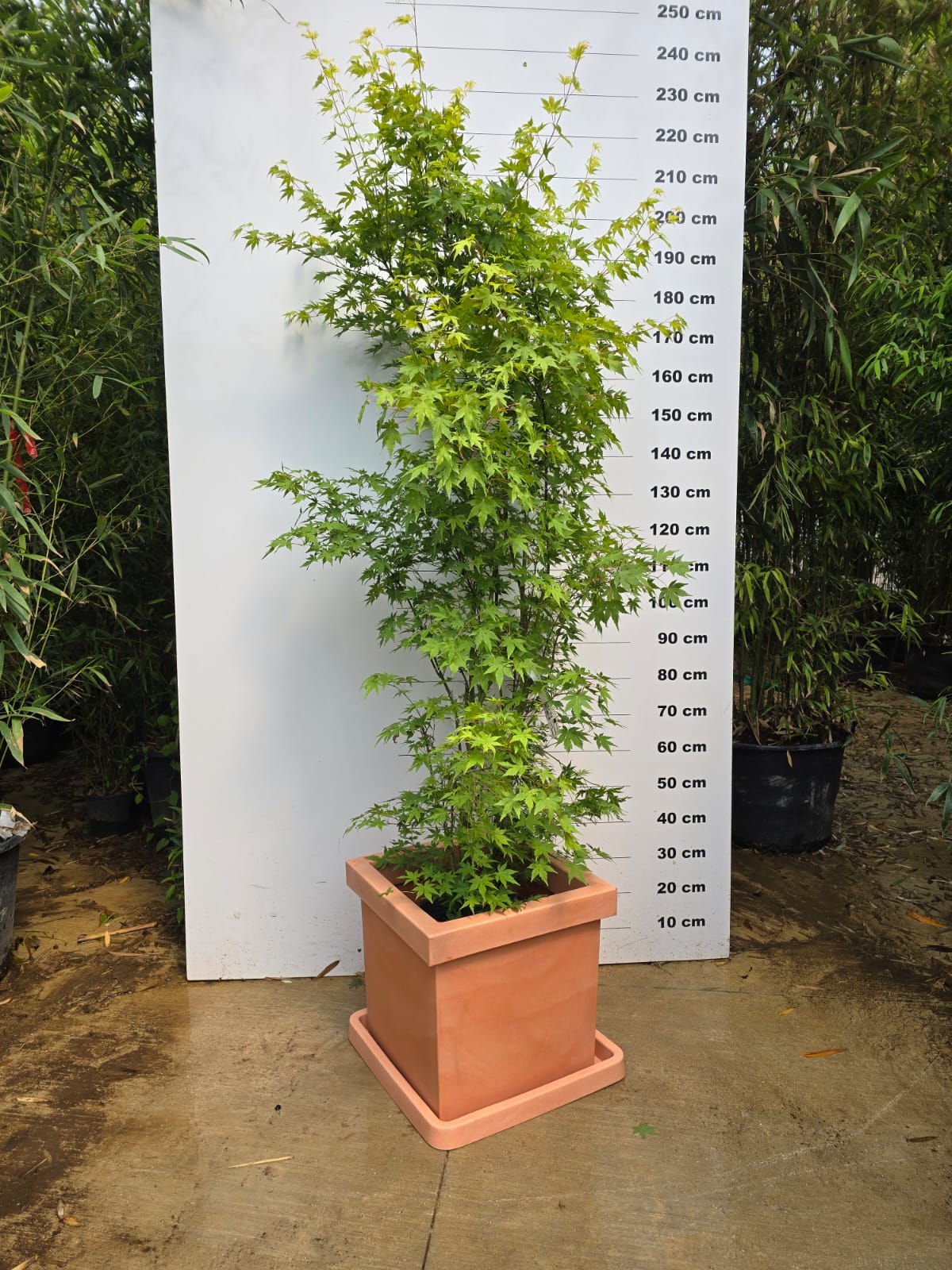 Pot Firenze - Image 13