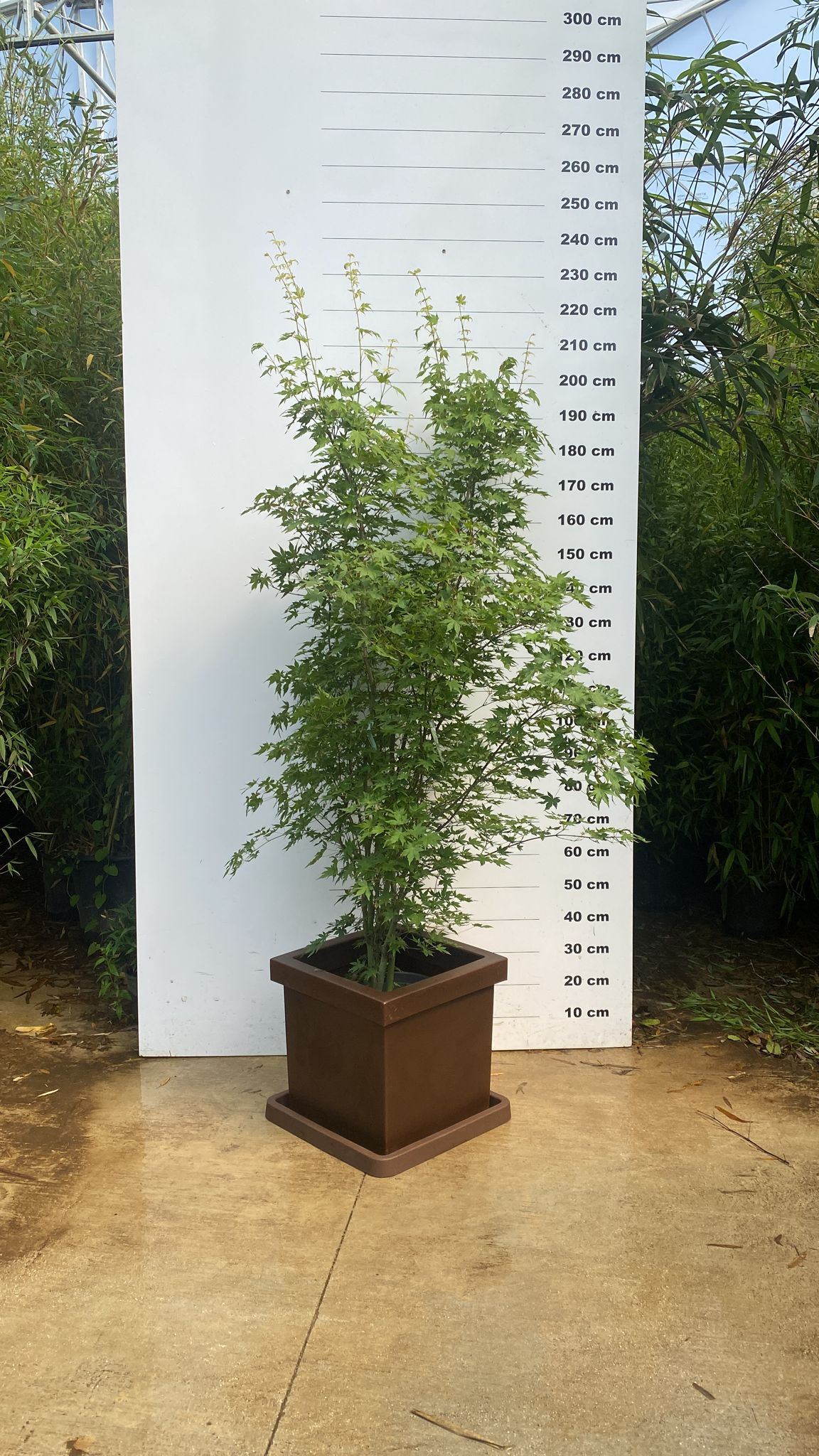 Pot Firenze - Image 15