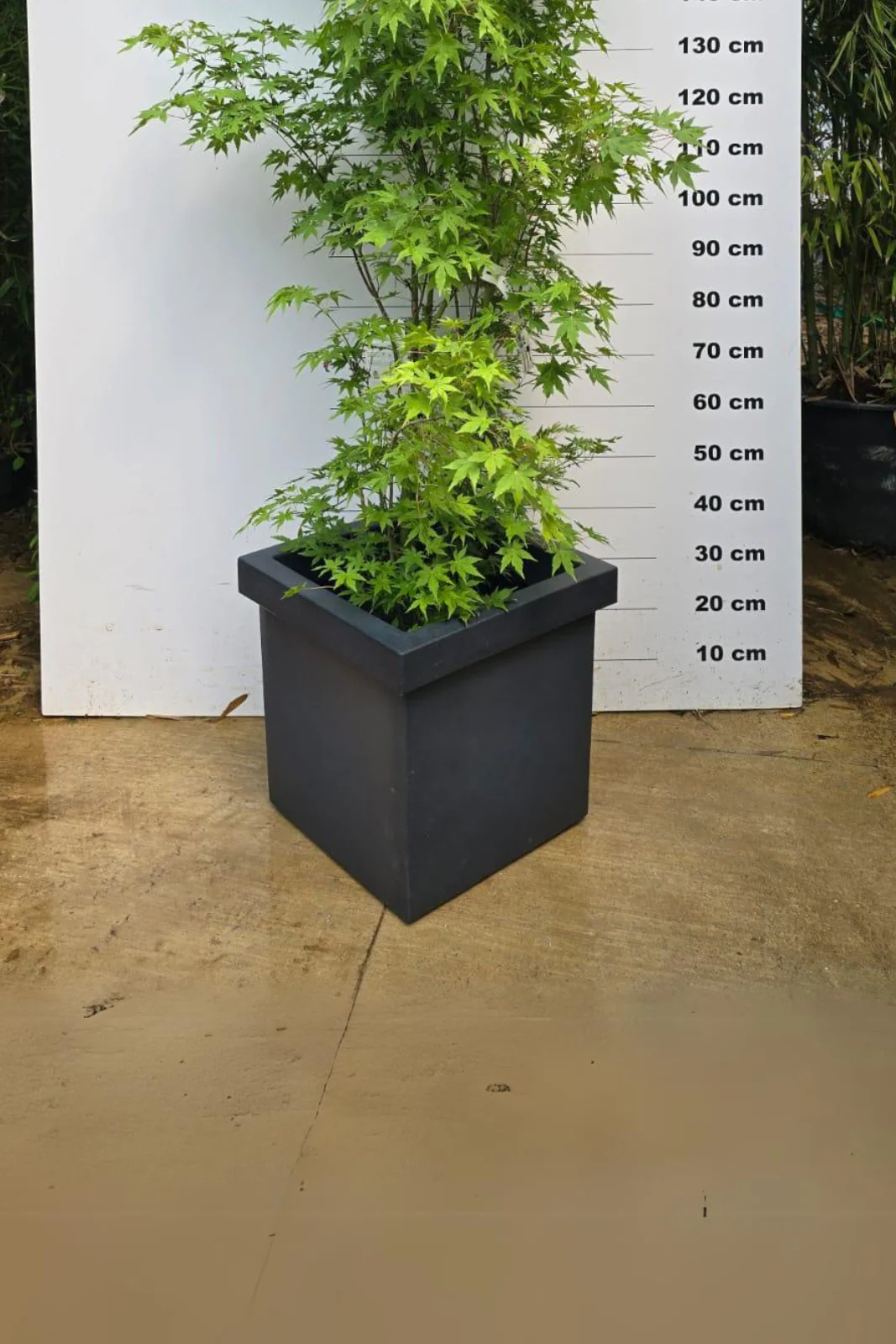 Pot Firenze - Image 3