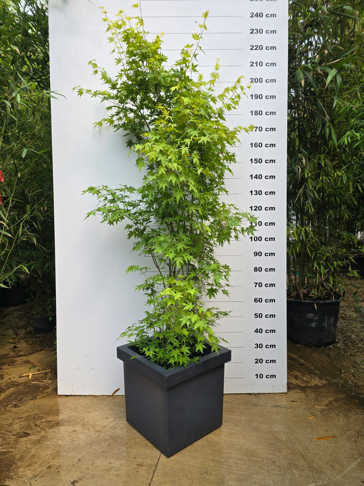 Pot Firenze - Image 4