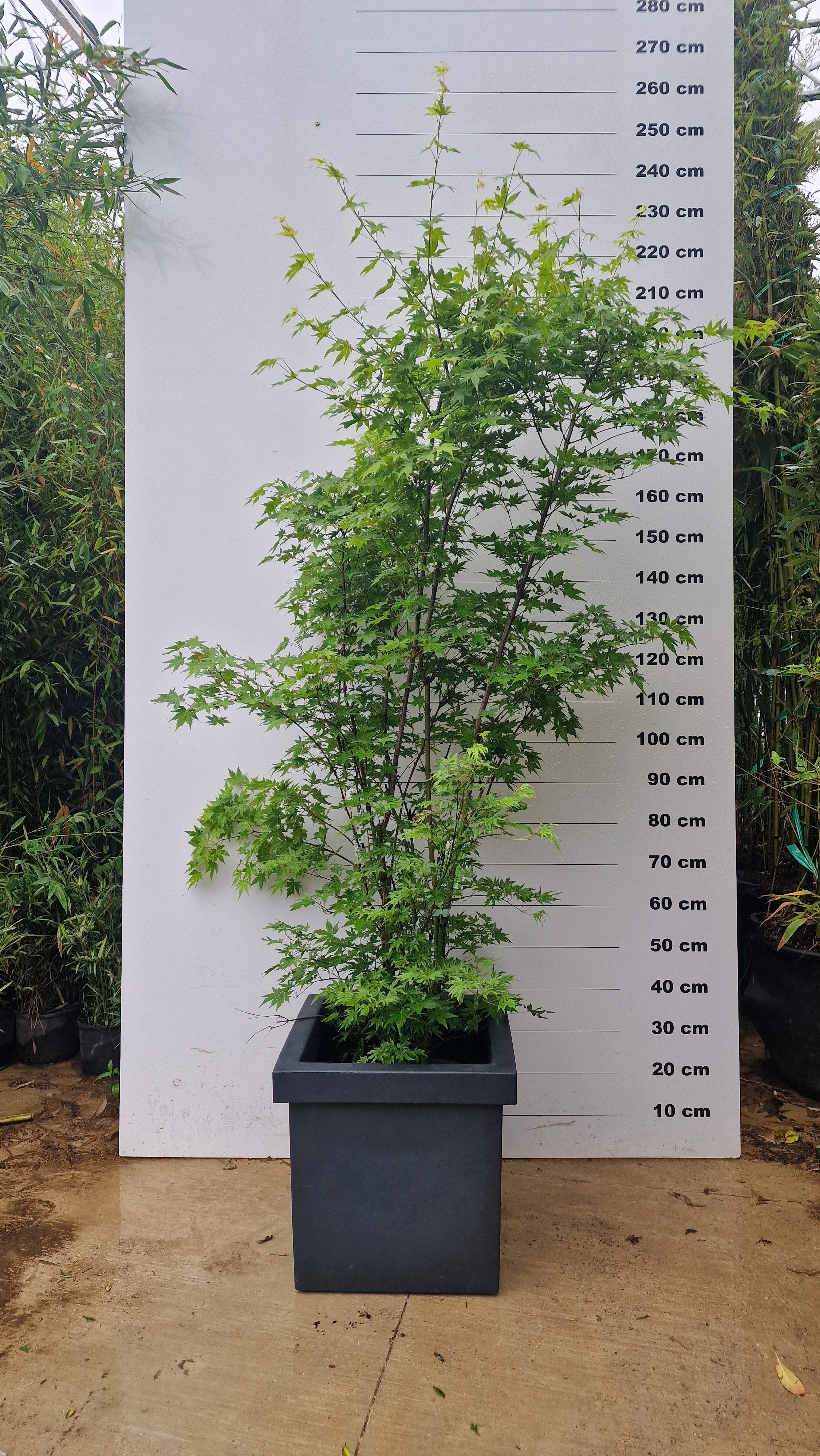 Pot Firenze - Image 6