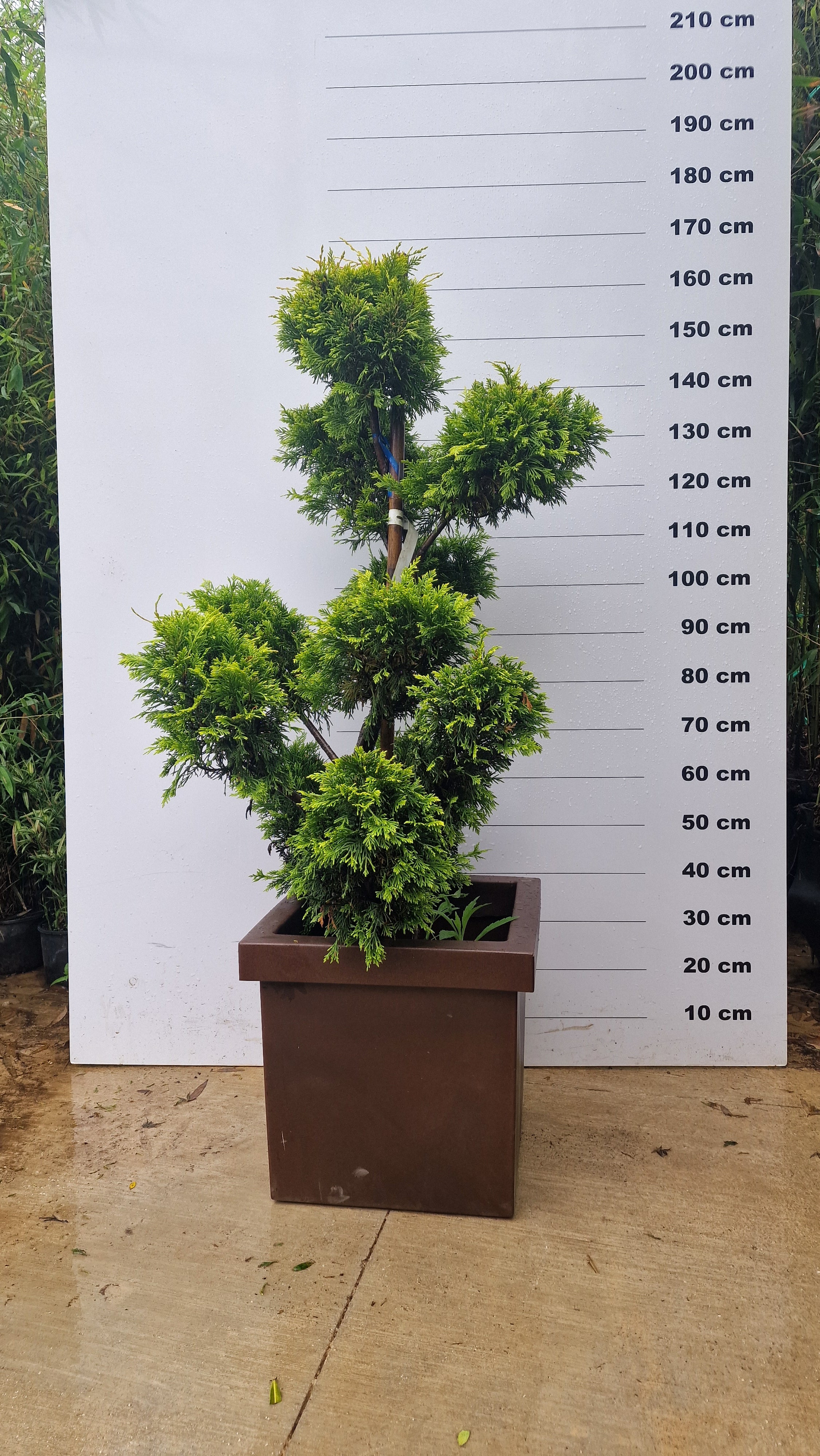 Pot Firenze - Image 7