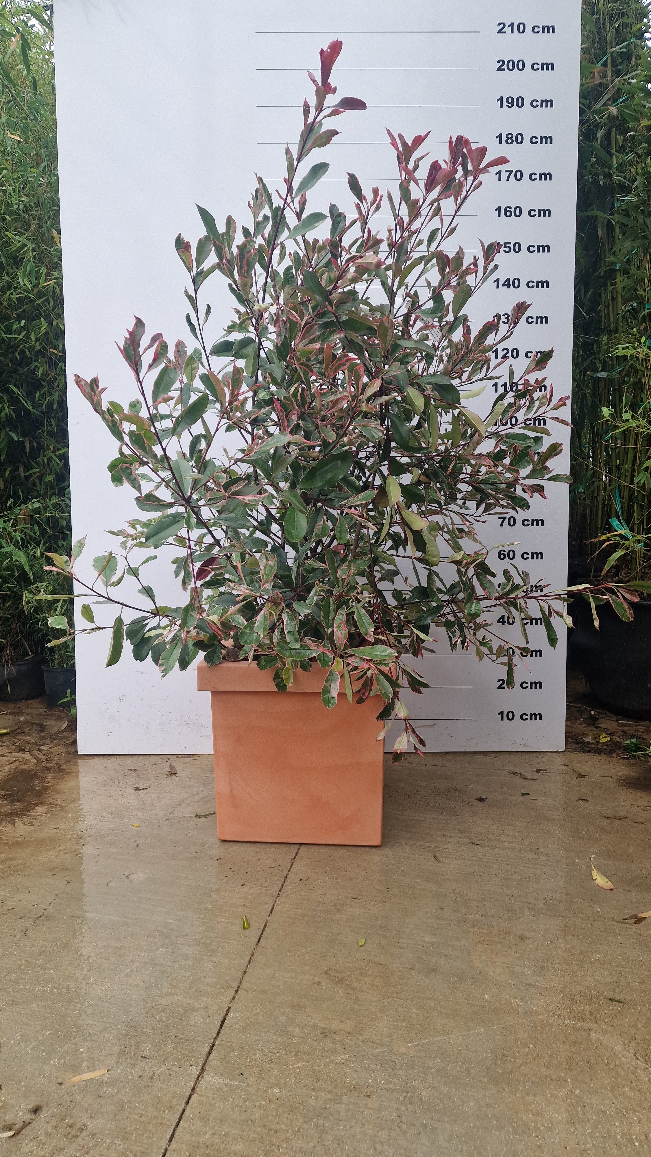 Pot Firenze - Image 8